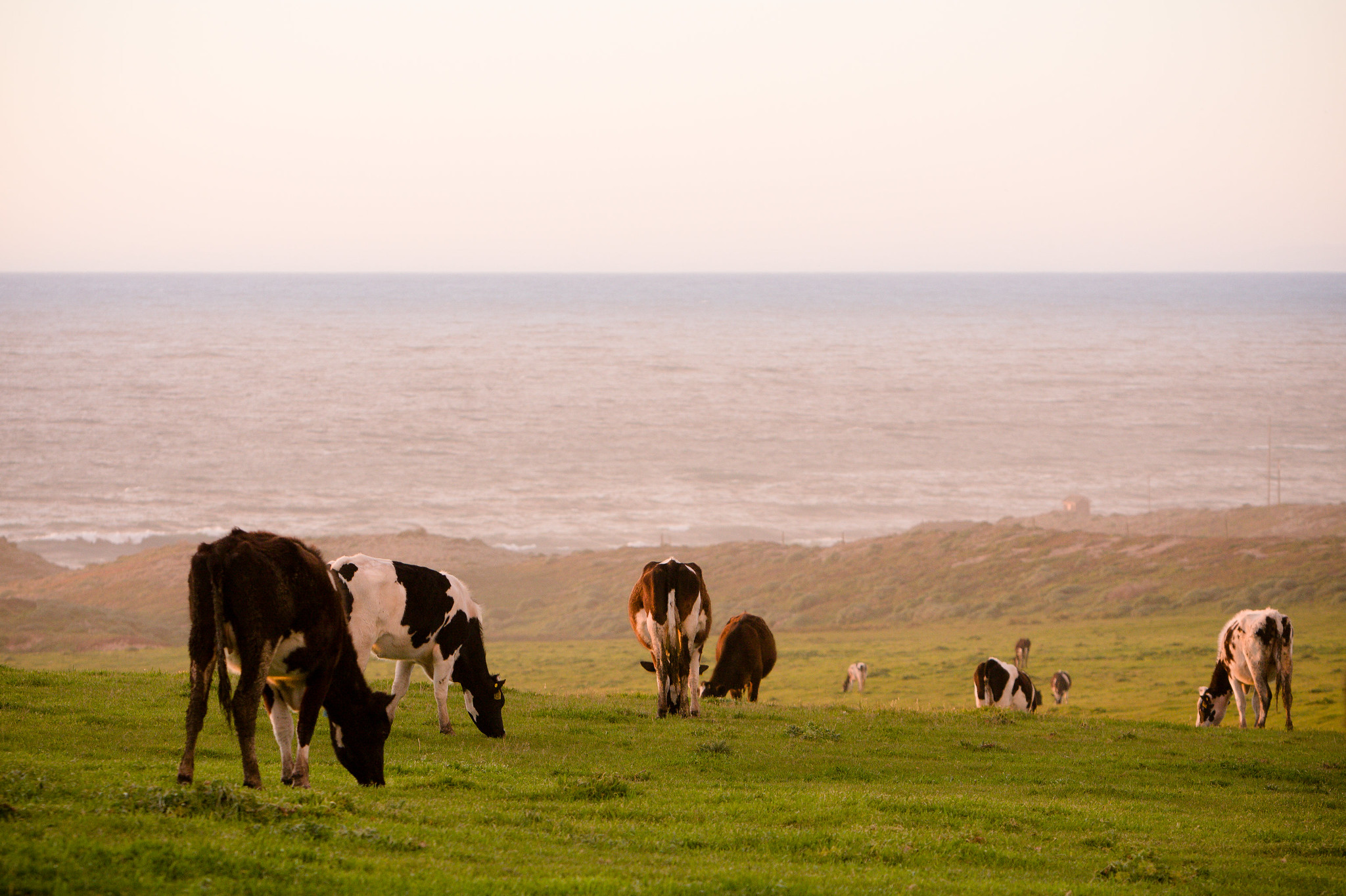 Cows grazing inside Point Reyes during the sunset