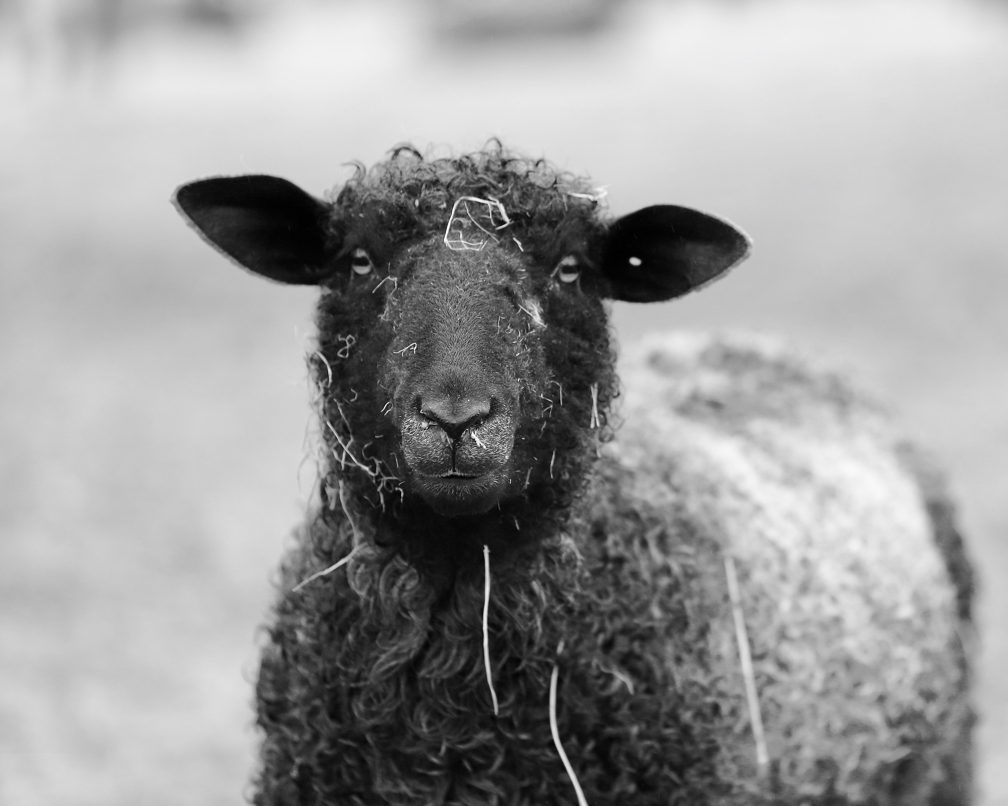 Sawkill Farm Sheep