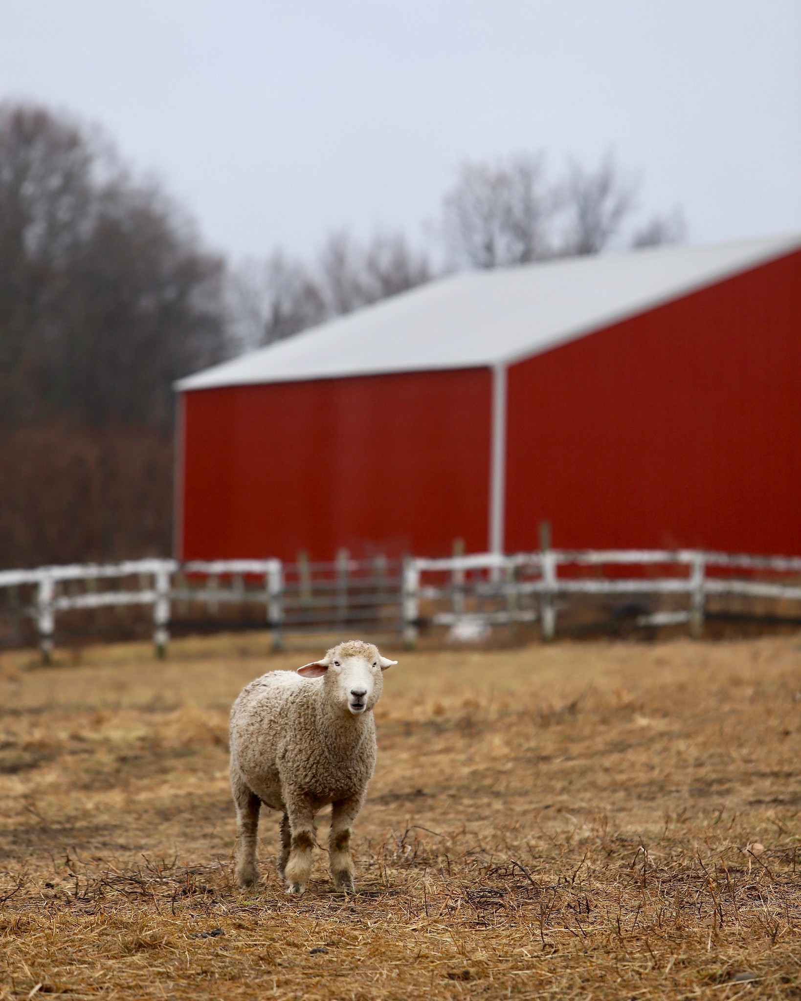 Sawkill Farm Sheep