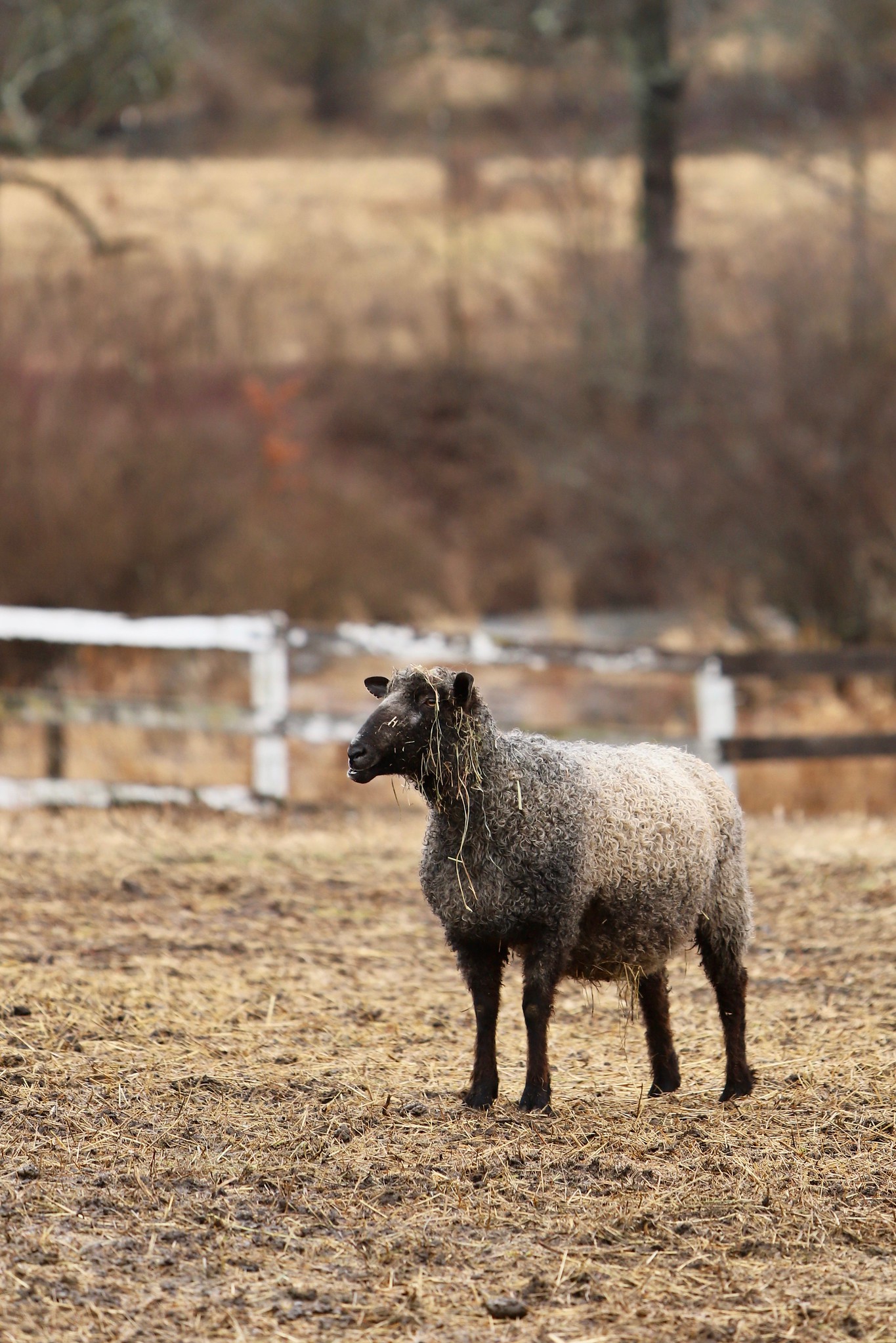 Sawkill Farm Sheep