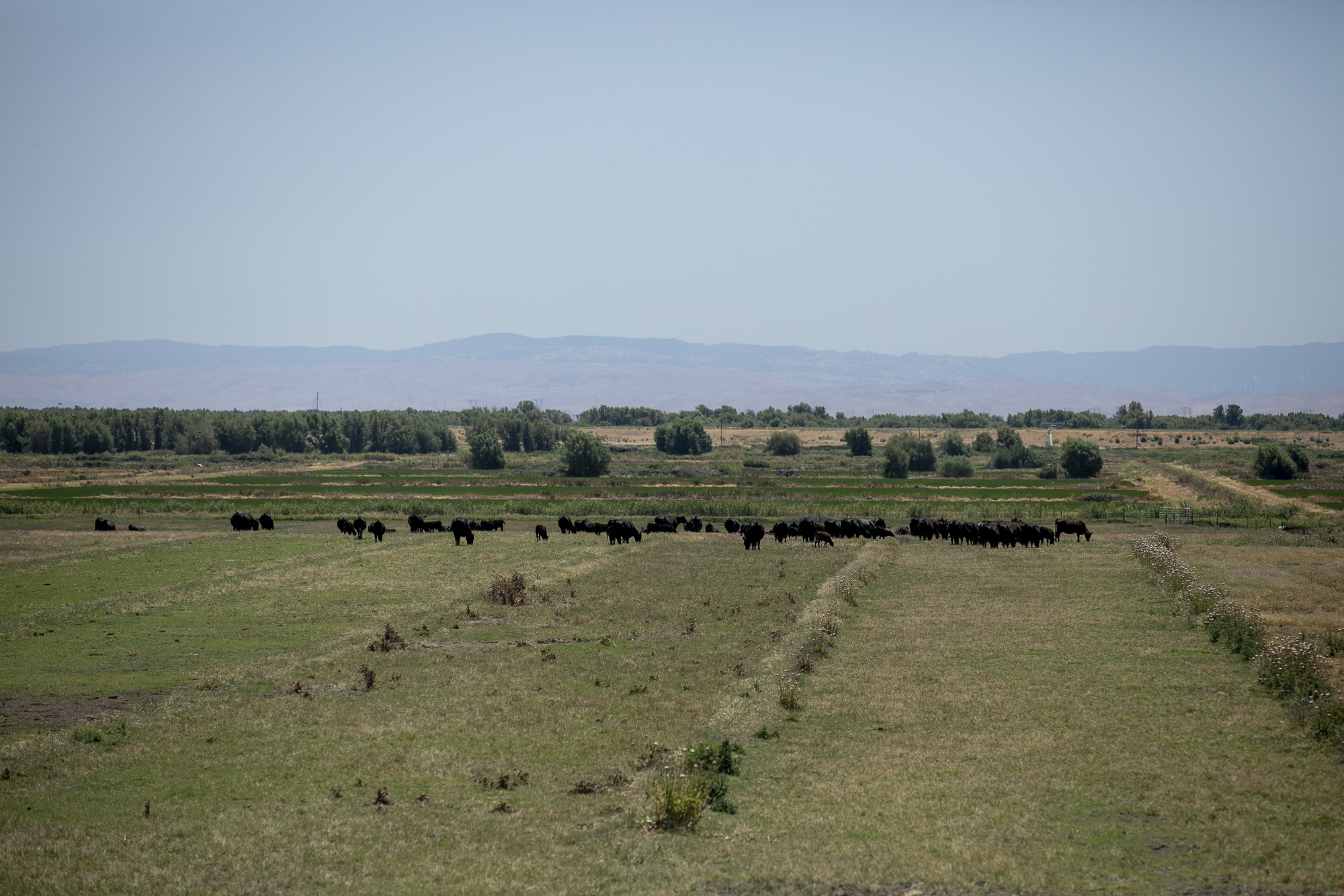 Cows graze in a field near the San Joaquin River on Twitchell Island in Sacramento County on June 15, 2021. The state has notified about 4,300 water users from Fresno to Sacramento to stop diverting water from the San Joaquin and Sacramento rivers watershed. Photo by Anne Wernikoff, CalMatters