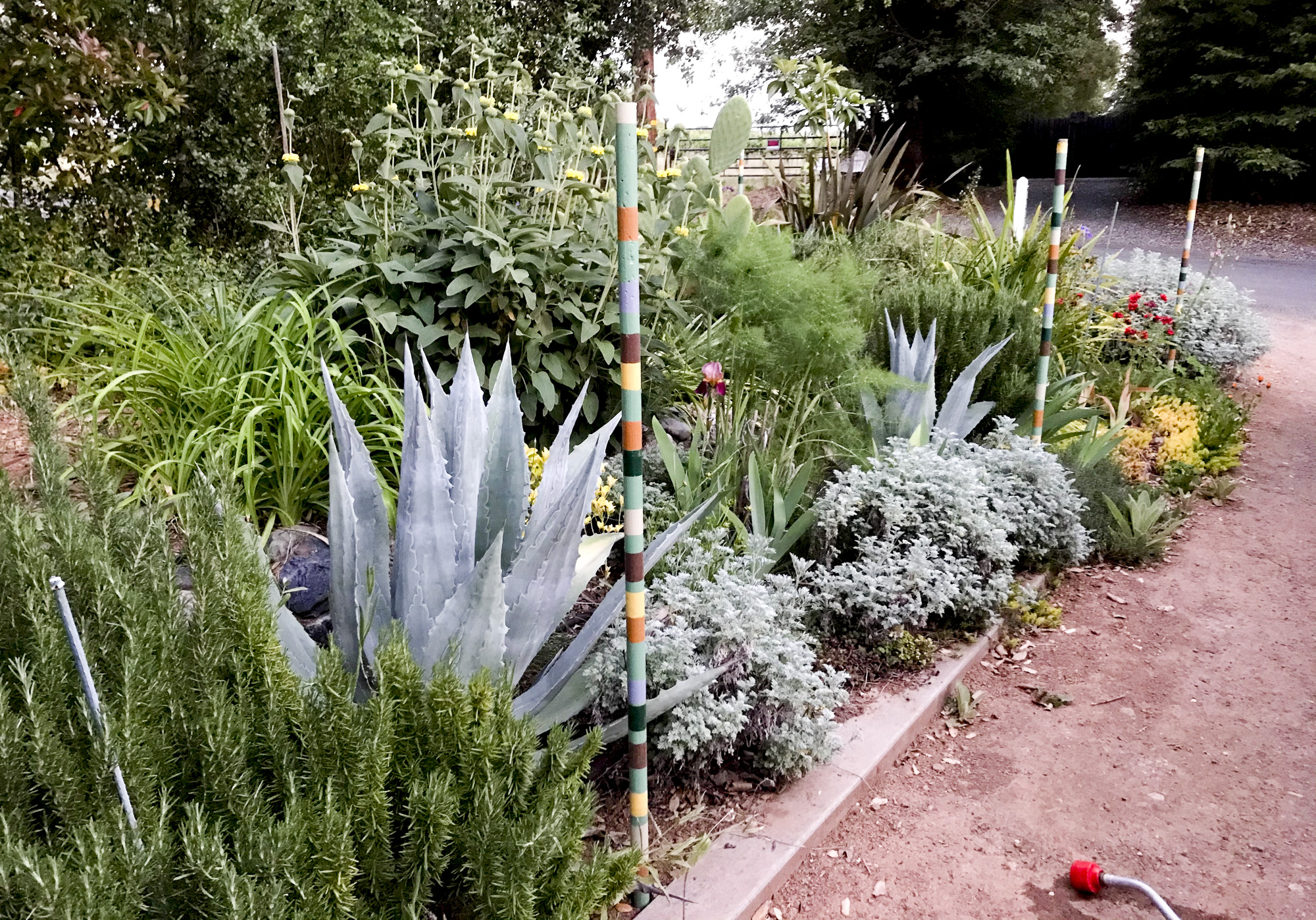 Carpenter has slowly been converting his garden to native and drought-resistant plants. Photo courtesy of Darrell Carpenter