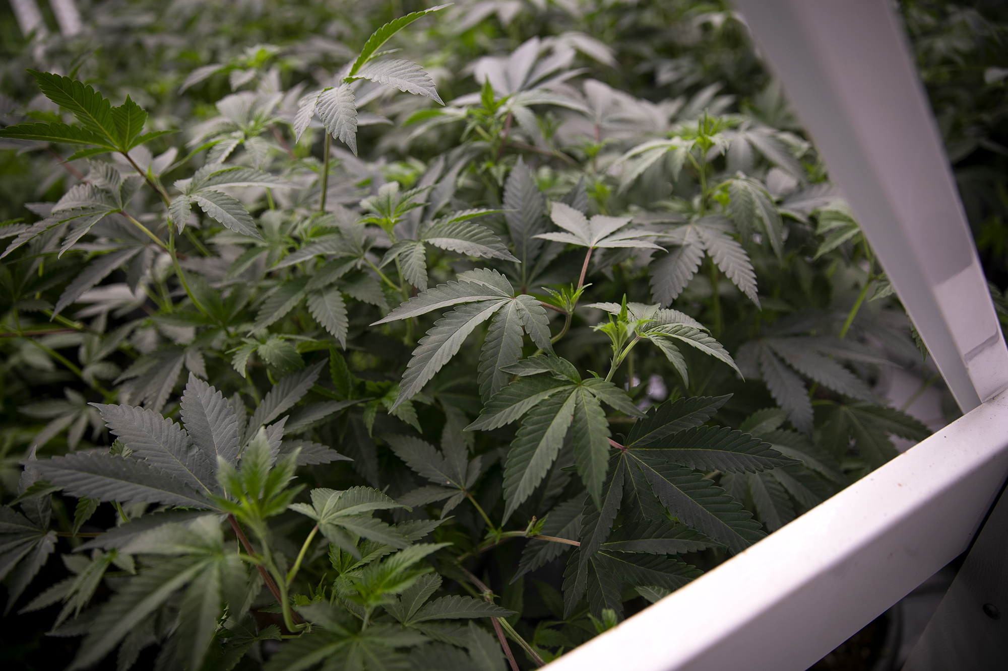 Cannabis plants at the Pure Beauty growing site in Sacramento on Jan. 26, 2022. Miguel Gutierrez Jr., CalMatters