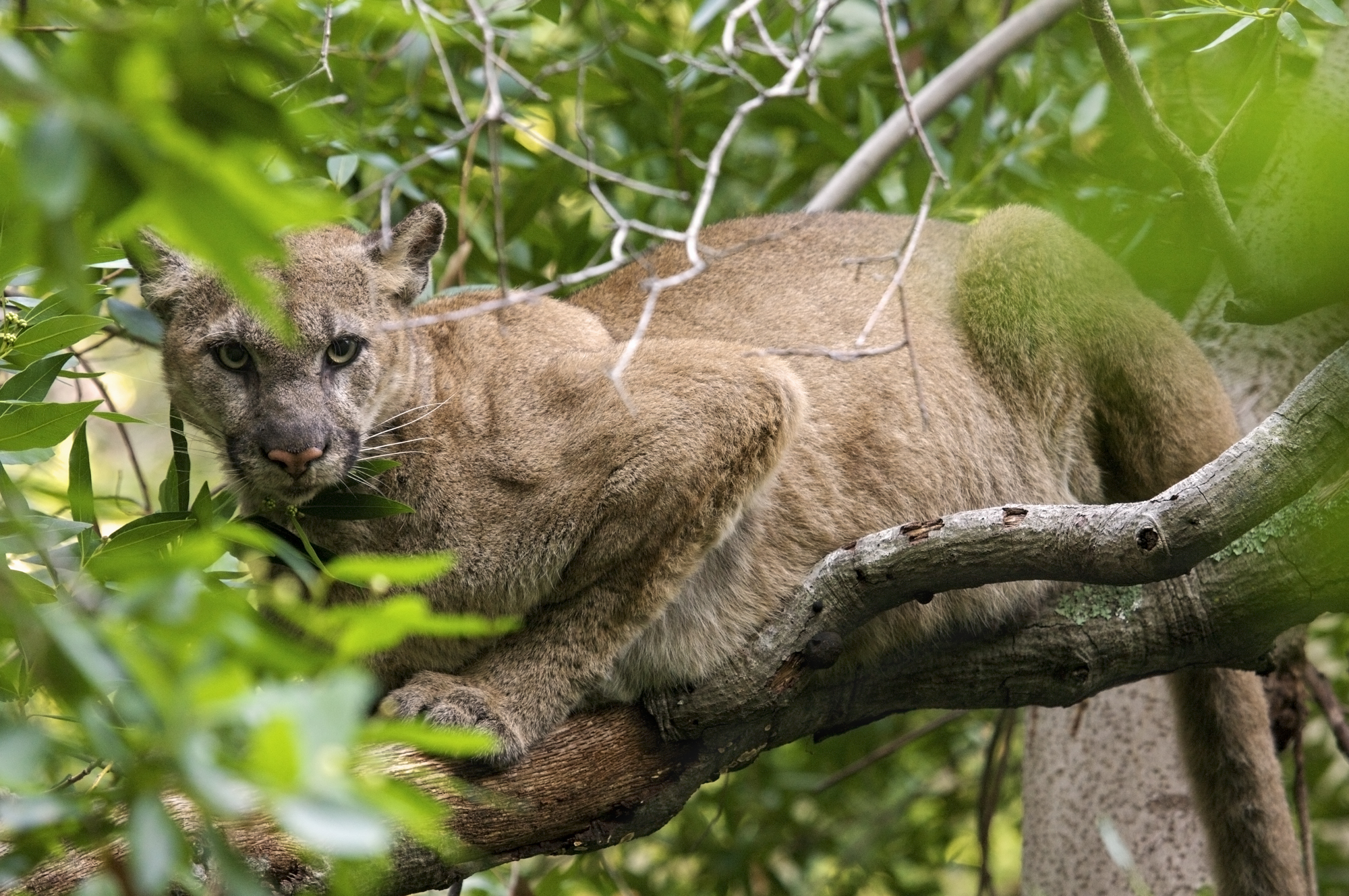 A mountain lion sits in a tree in the Santa Cruz mountains on Jan. 11, 2010. Photo courtesy of Bay Area Puma Project/Felidae Conservation Fund