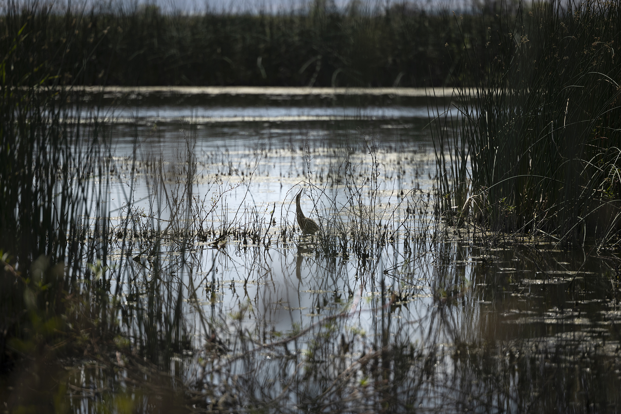 An American bittern at the Colusa National Wildlife Refuge Complex in Colusa on April 28, 2022. Photo by Miguel Gutierrez Jr., CalMatters