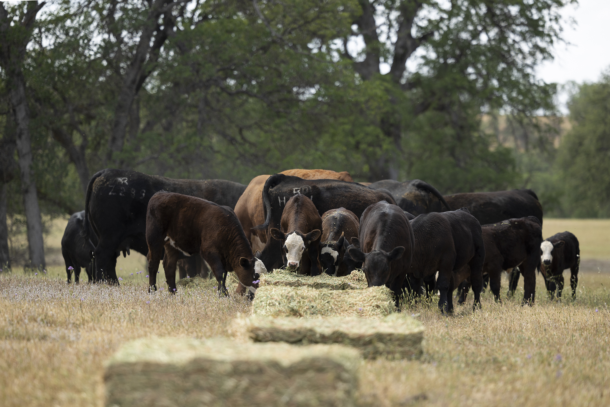Cattle feed on hay at a ranch in Red Bluff on April 25, 2022. Photo by MIguel Gutierrez Jr., CalMatters