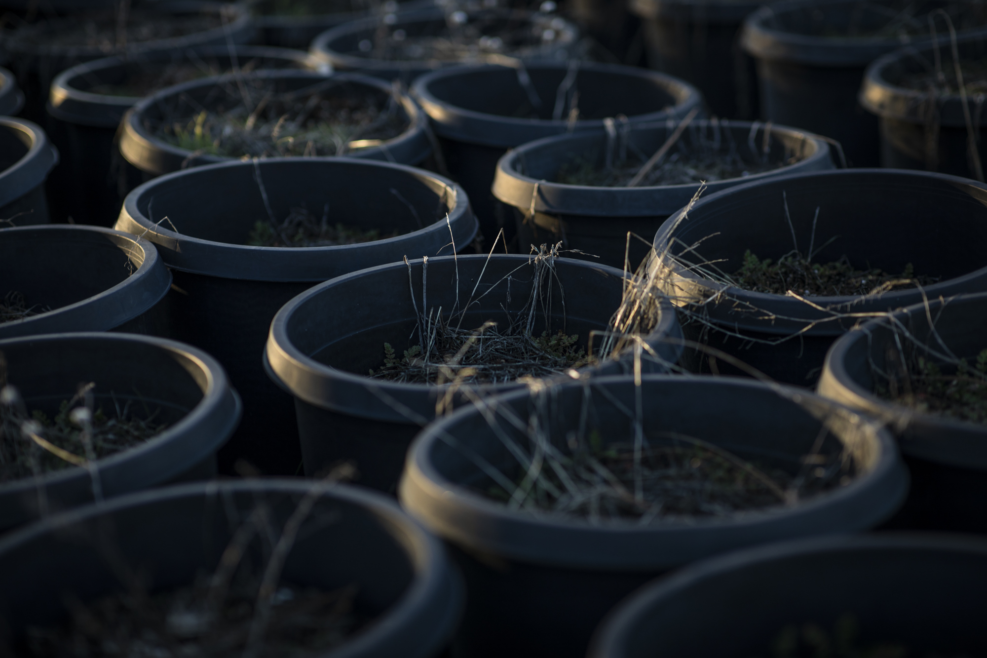 Pots full of soil sit unused and growing weeds on Scott Murrison's land in Hayfork on Feb. 7 2023.