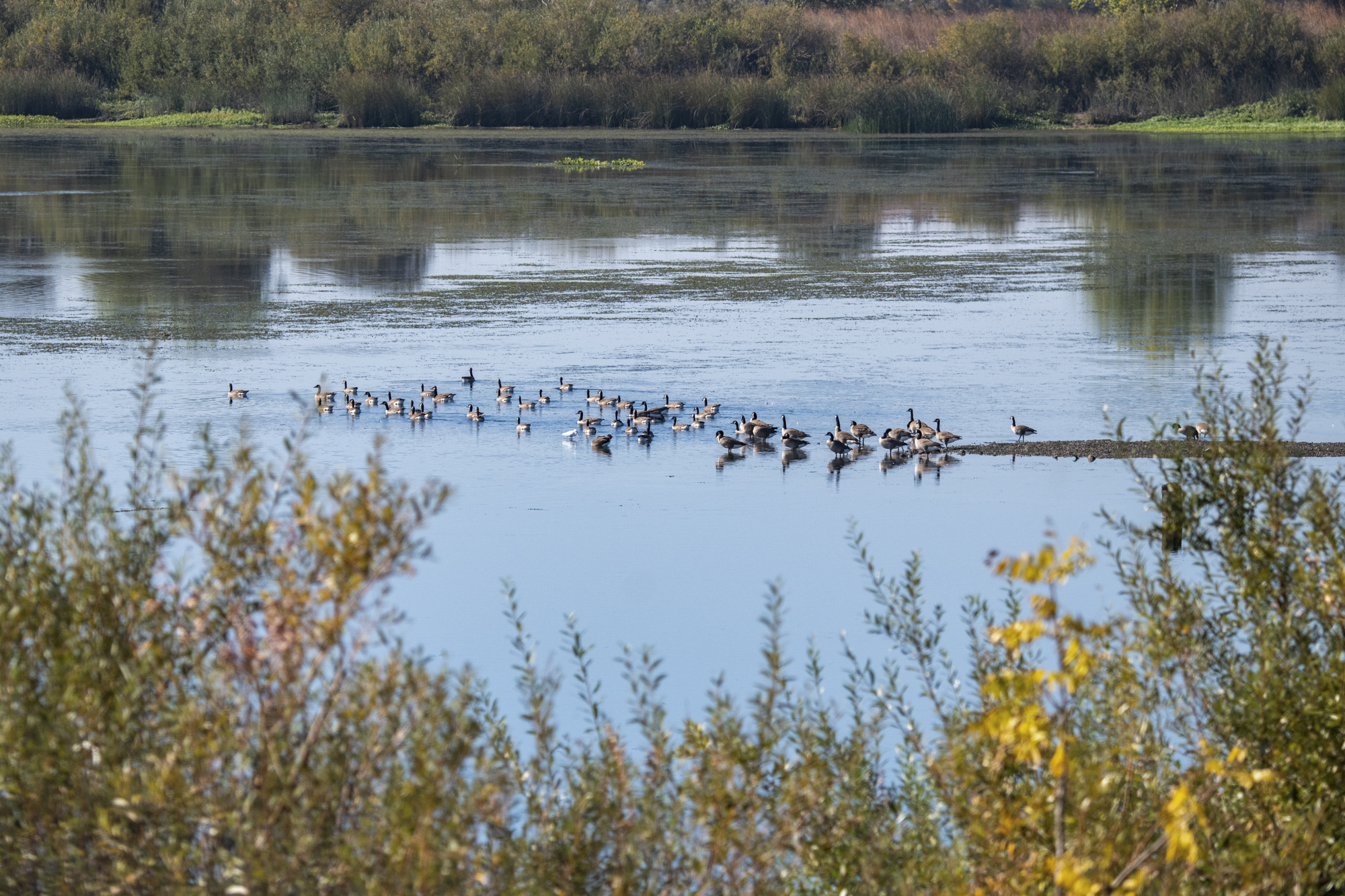 Geese swim in the Sacramento-San Joaquin River Delta