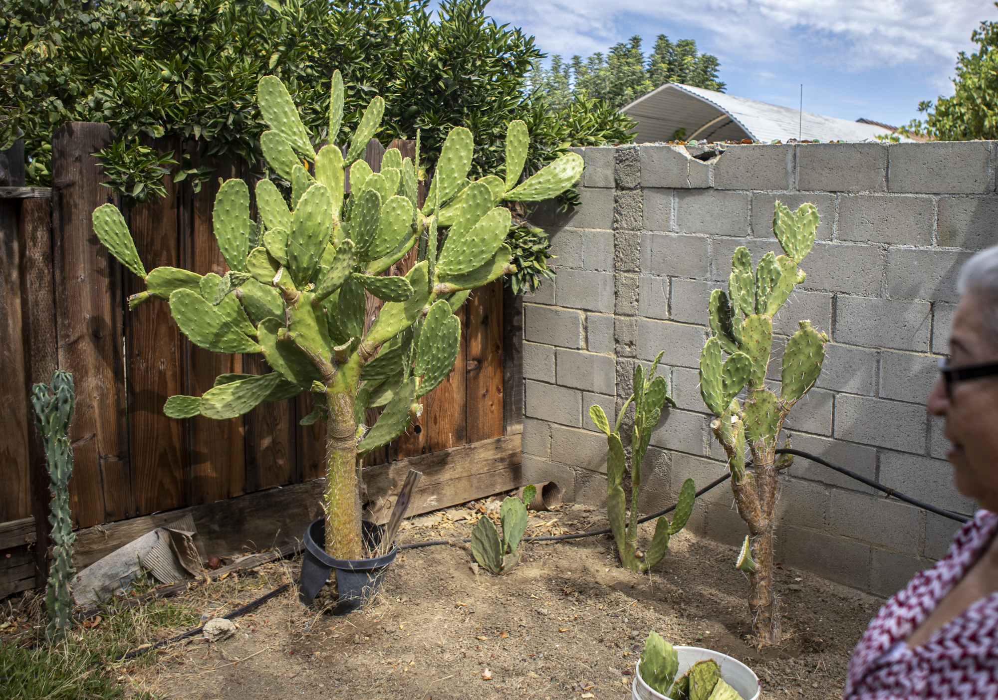 María Dolores Díaz grows cacti in her back yard in Cantua Creek on Aug. 8, 2022. Photo by Larry Valenzuela, CalMatters/CatchLight Local