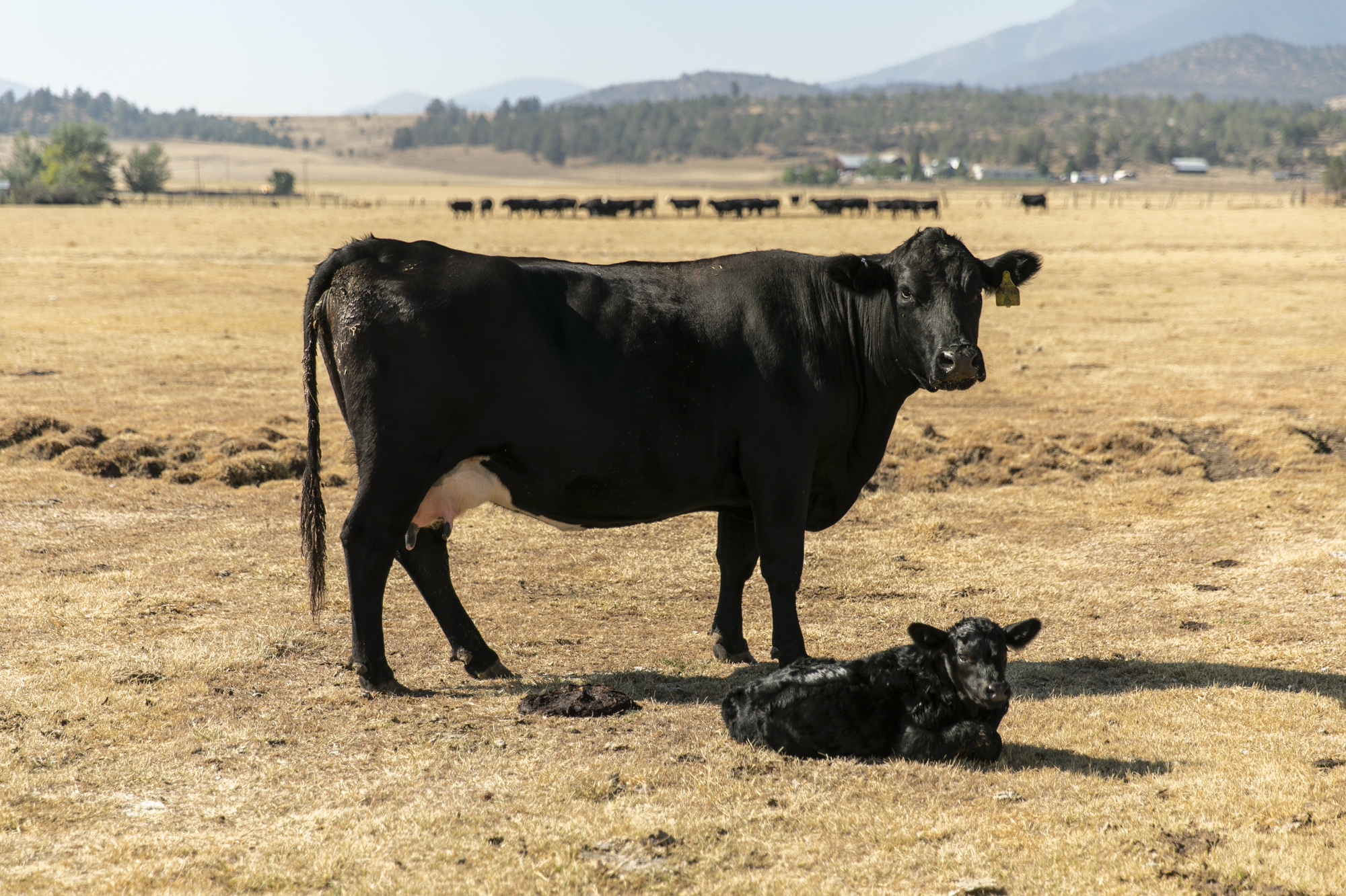 A heifer and its calf that was born the night prior rest in a pasture on Jim Scala's ranch on Aug. 29, 2022.