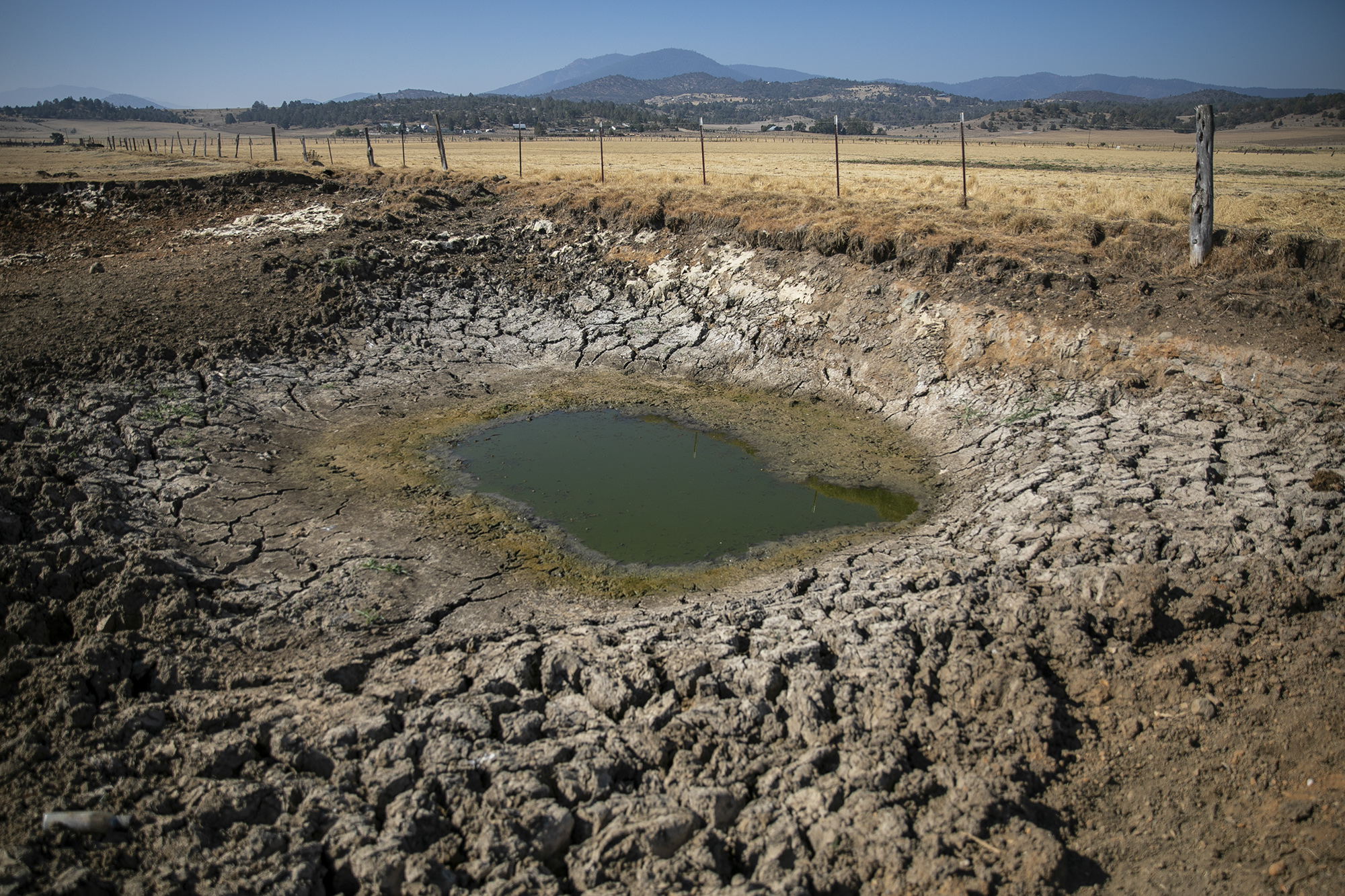 The stock pond on Jim Scala's ranch in Montague has shrunk as the drought endures and water pumping is shut down.