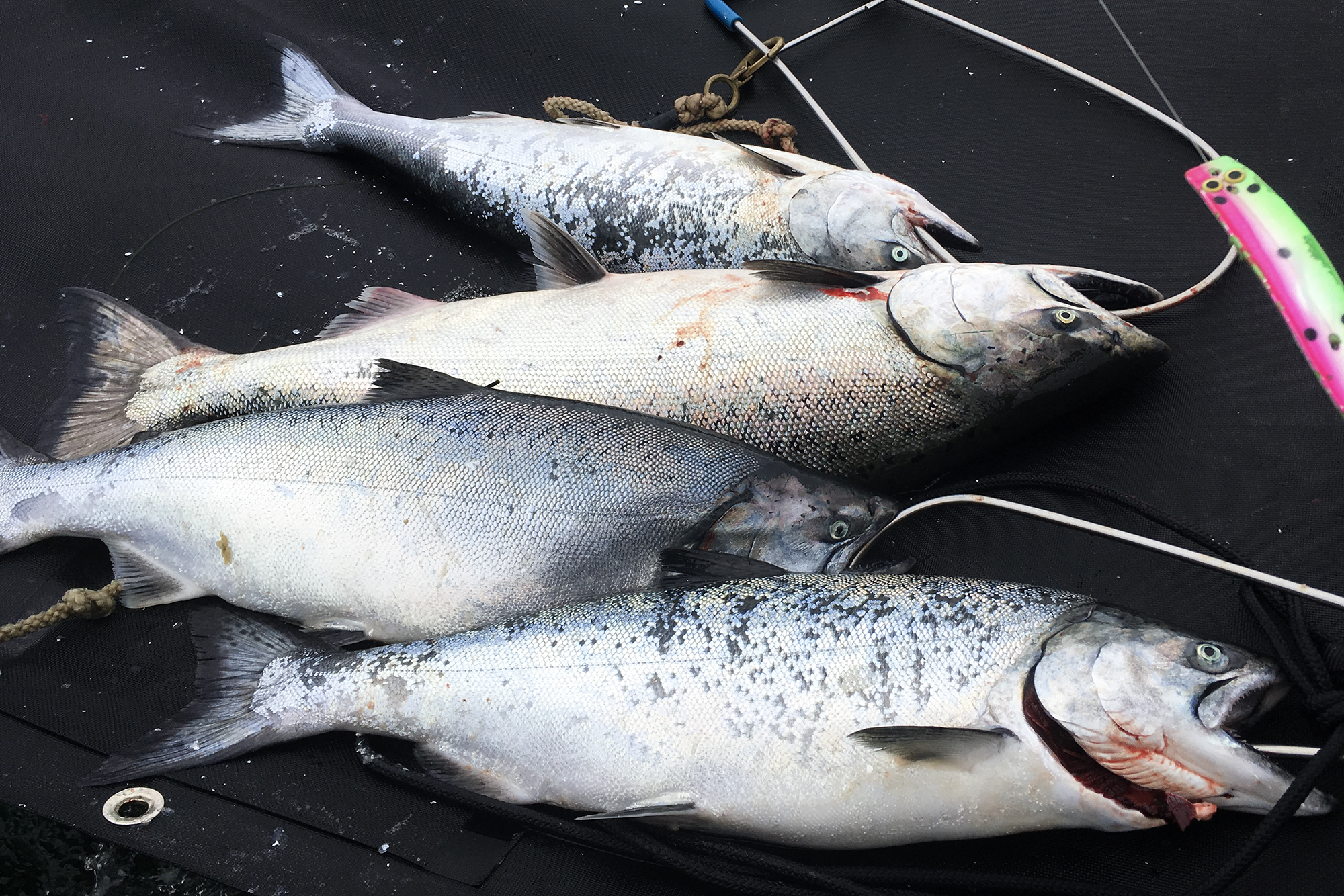 Chinook salmon caught by two recreational anglers off the San Mateo County coastline in 2017.