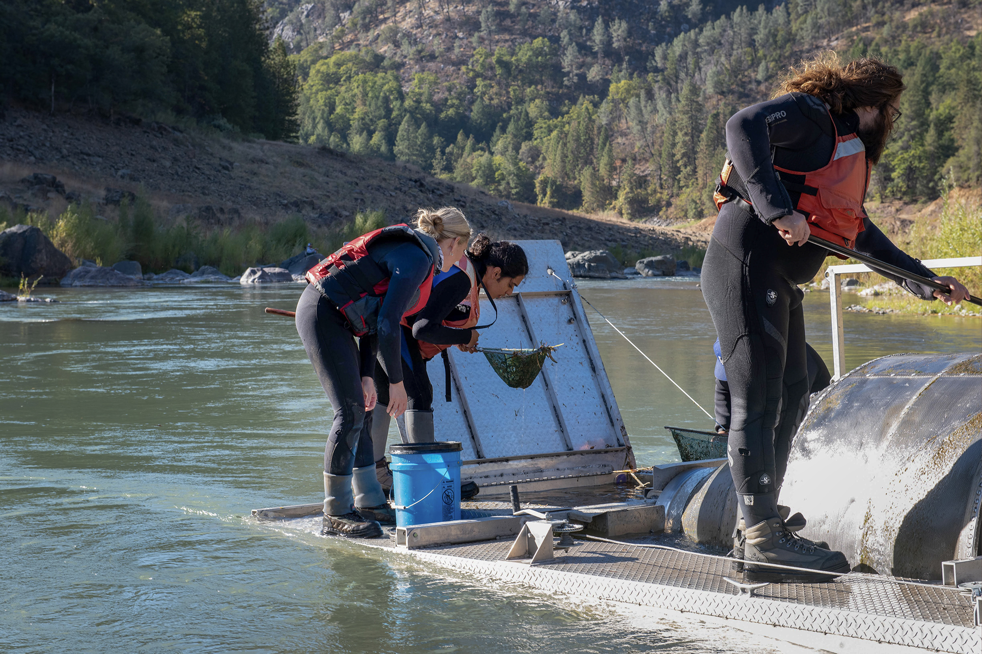 Rachel Johnson (NOAA Fisheries), Sam Funakoshi (CDFW), and Ross Schaefer (CDFW) check the rotary screw trap for winter-run Chinook salmon to be transported downstream of Keswick Dam to continue their migration to the ocean. (Photo: Carson Jeffres/UC Davis)