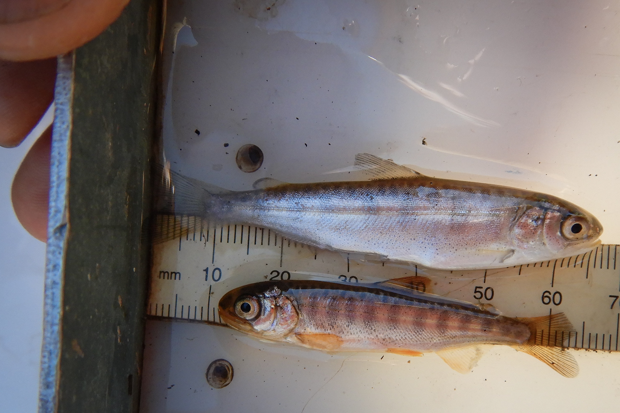 Marine Sisk, a biologist with the Winnemem Wintu tribe, measures a juvenile winter-run Chinook salmon reared in the McCloud (top) compared to a similar age fish reared in the hatchery. (Photo: Eric Holmes/UC Davis