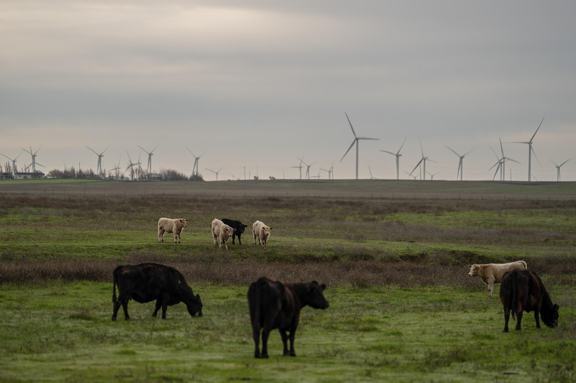 Cattle stand in a green grassy field with green energy wind mills in the background in Solano County.