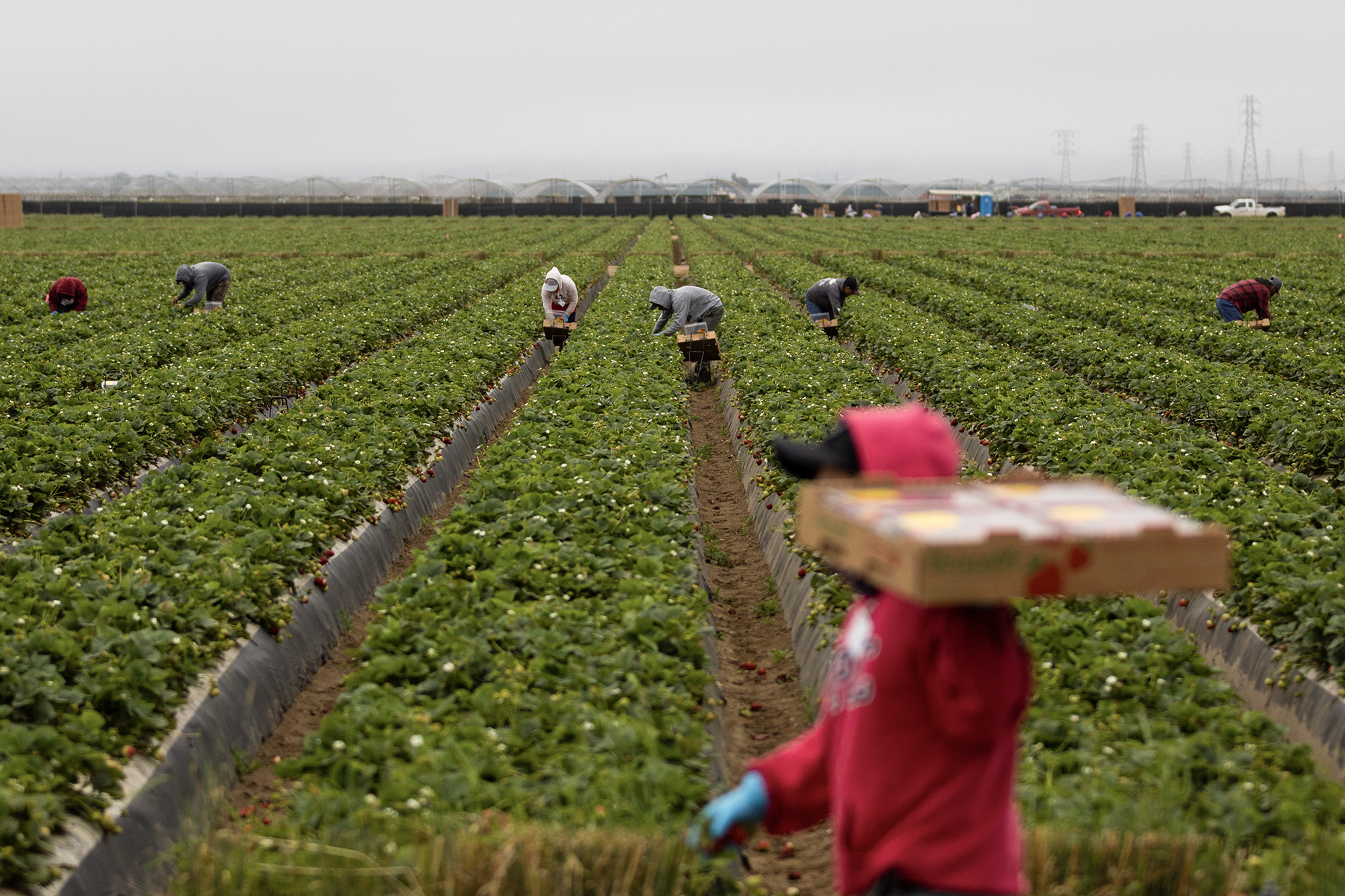 Farmworkers harvest strawberries at Rancho Laguna Farms in Santa Maria on May 28, 2024. Photo by Julie Leopo-Bermudez for CalMatters