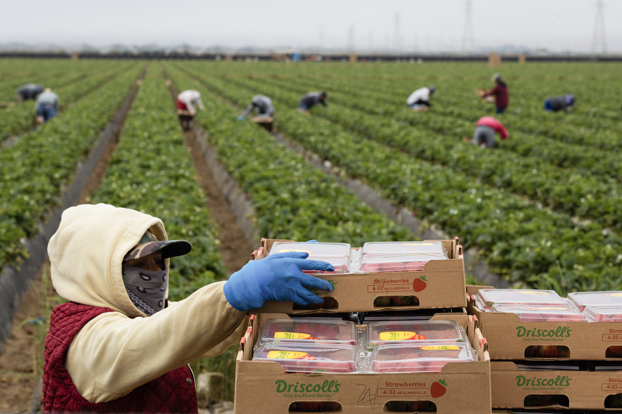 Farmworkers harvest strawberries at Rancho Laguna Farms in Santa Maria on May 28, 2024. Photo by Julie Leopo-Bermudez for CalMatters