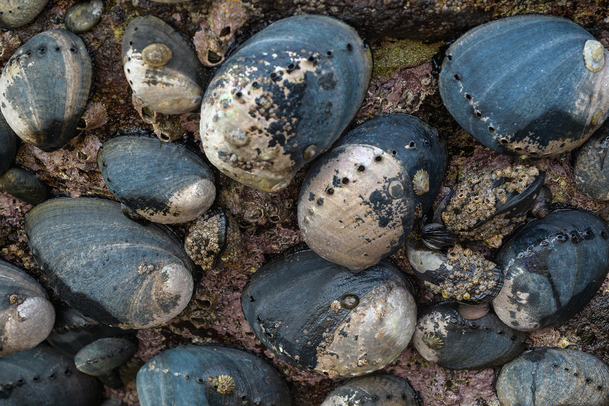 Section of rock covered mostly by sea snails with blue-black and pearlescent shells. Since the middle of the 20th century, development of the California coastline has exploded and these areas are now home to millions of people. Prior to this era, the coastlines were dominated by black abalone. Photo by Michael Ready, National Park Service