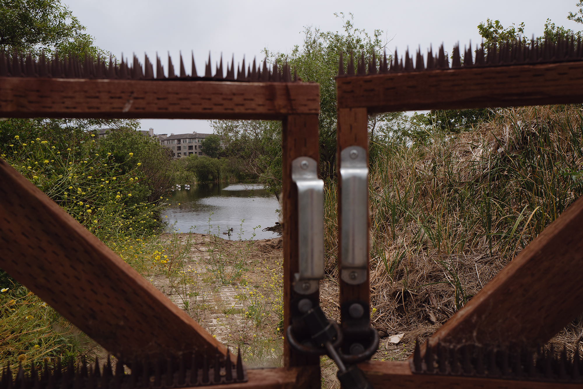 A limited trail available to the public on the Ballona Wetlands in the Playa Vista neighborhood of Los Angeles on June 4, 2024. Photo by Zaydee Sanchez for CalMatters
