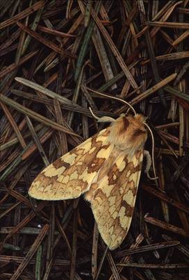 Moth on pine needles on ground, photography by Brent VanFossen.