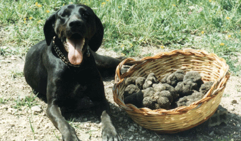 Come Addestare Un Cane Da Tartufi Cani Da Lavoro Cani Utili