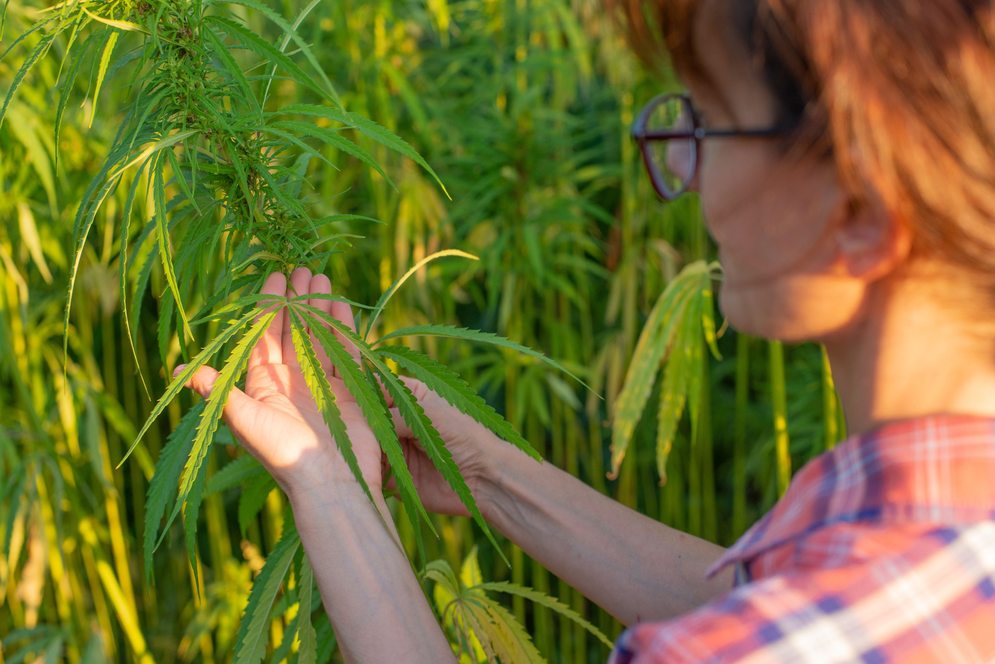 medical cannabis field