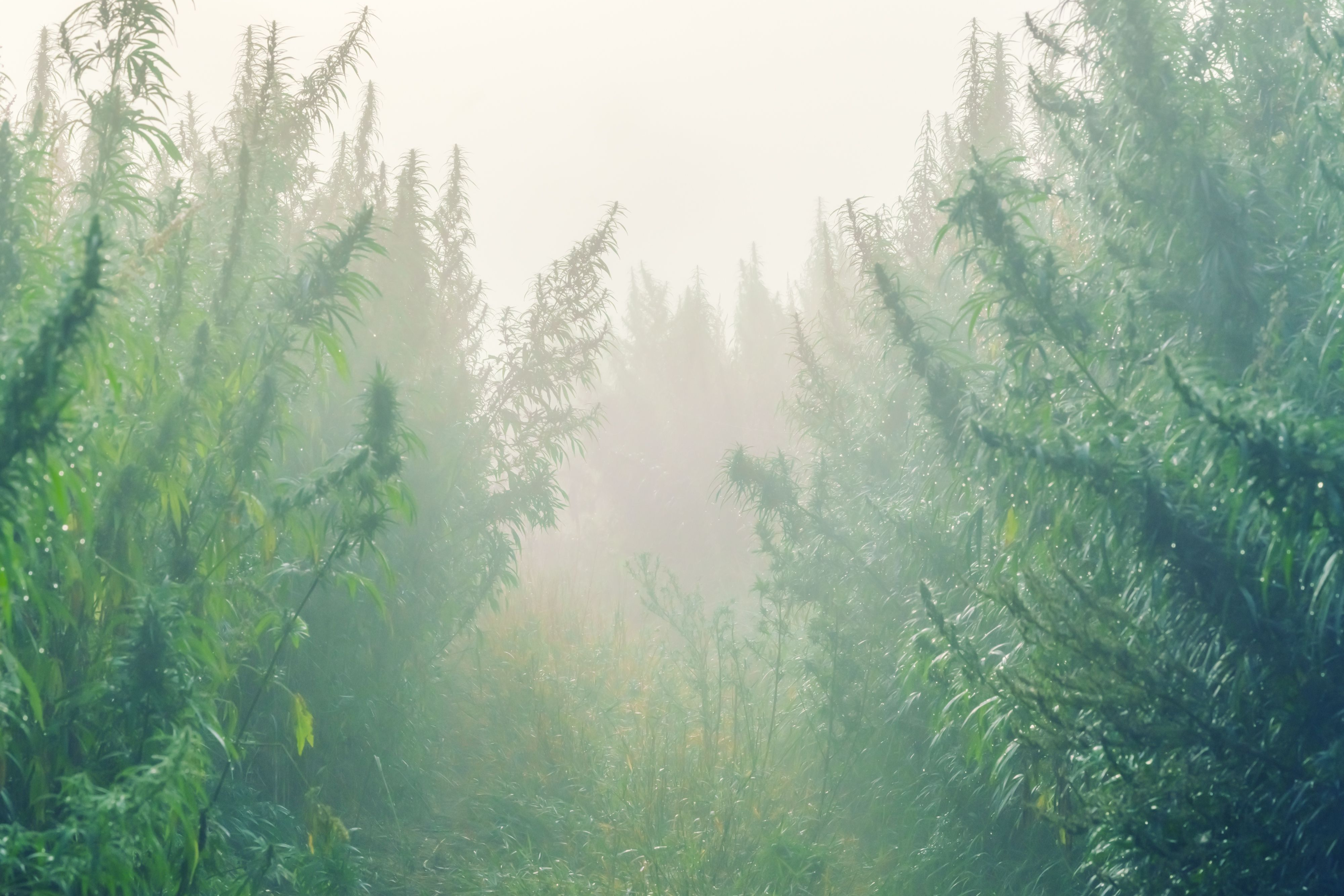 cannabis decriminalization Lithuania