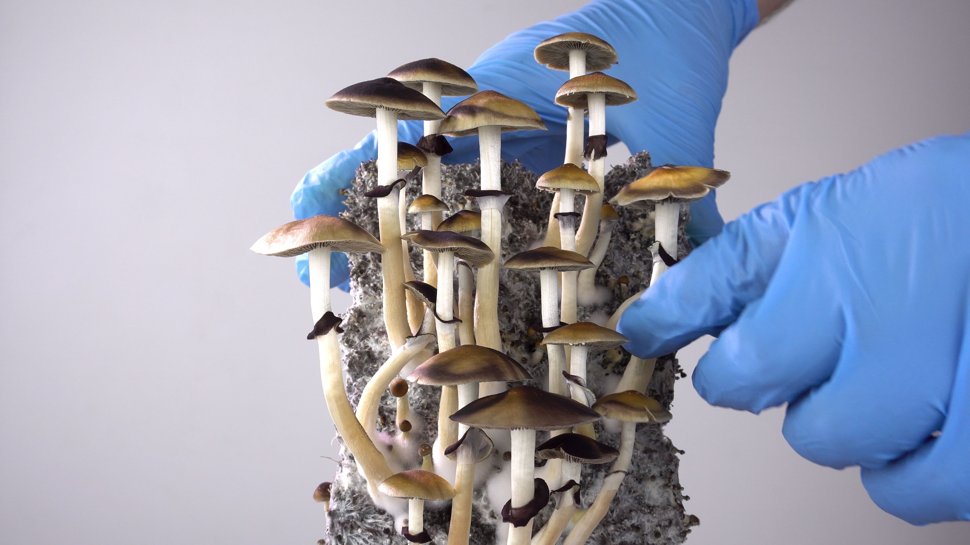Psilocybe cubensis