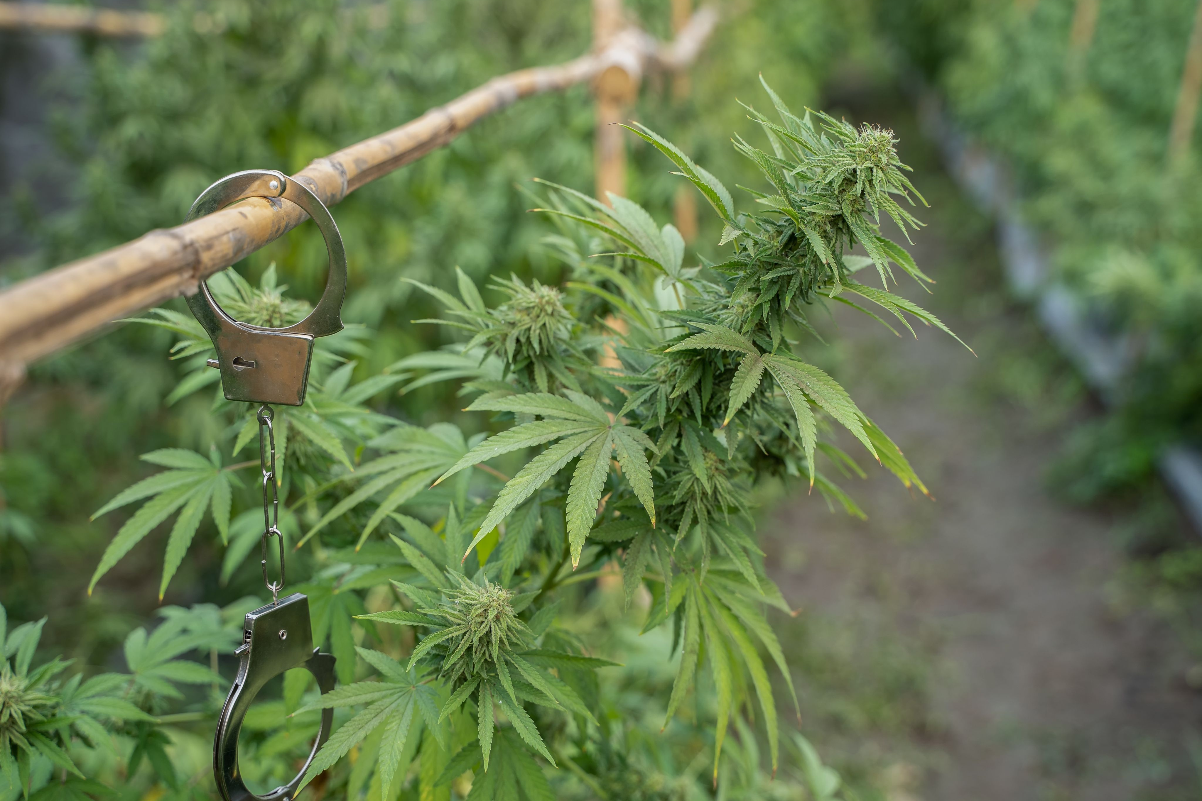 cannabis in Mexico