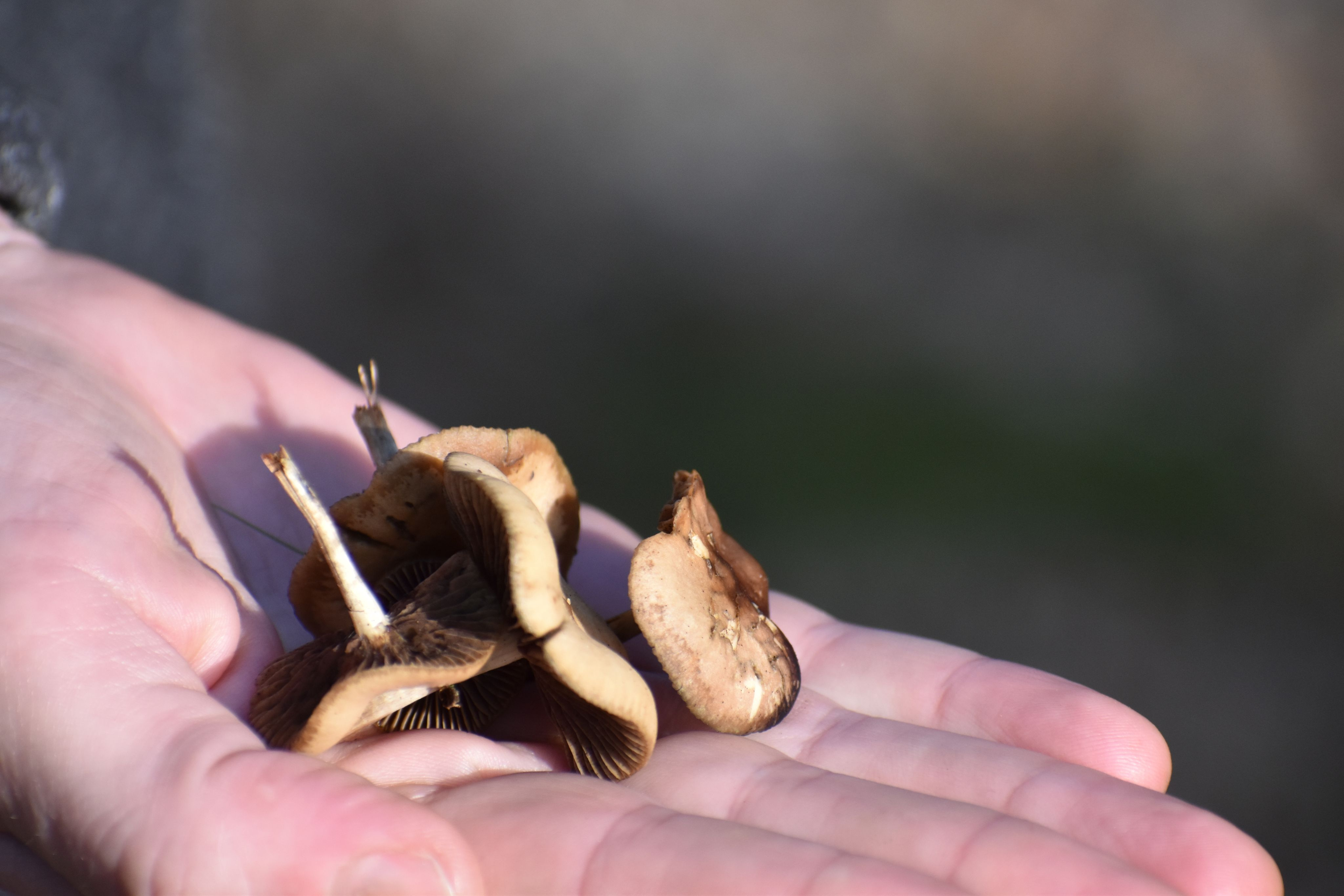 Psychedelics decriminalization