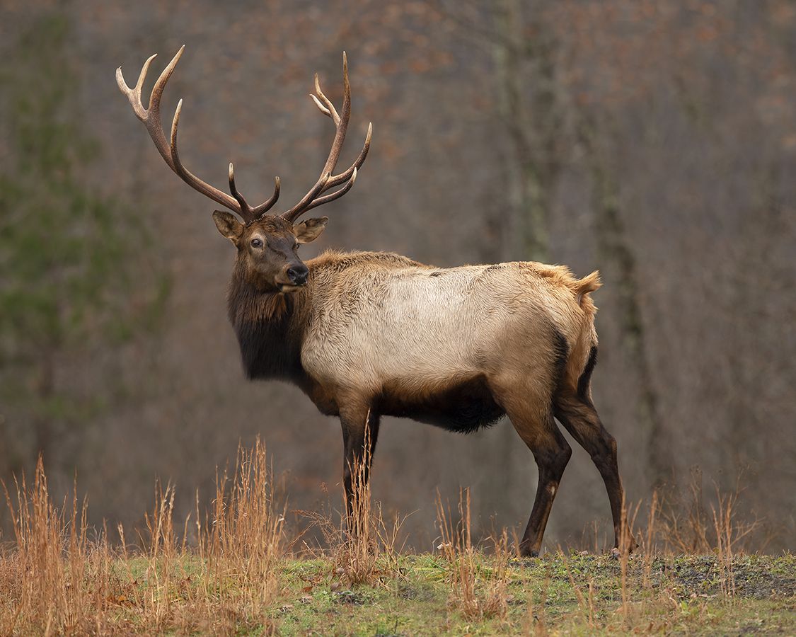Bull elk; part of bachelor herd after rut. Courtesy of Mike Roberts Outdoors, LLC