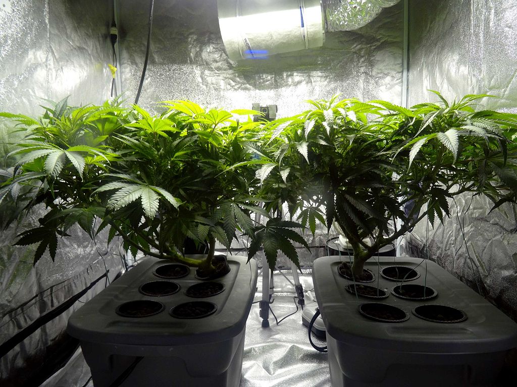 Marijuana plants growing in an indoor grow facility.