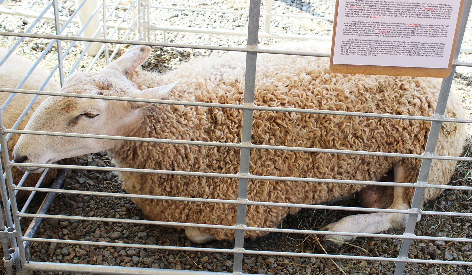A Border Leicester sheep. Photo by Shannon Watkins.