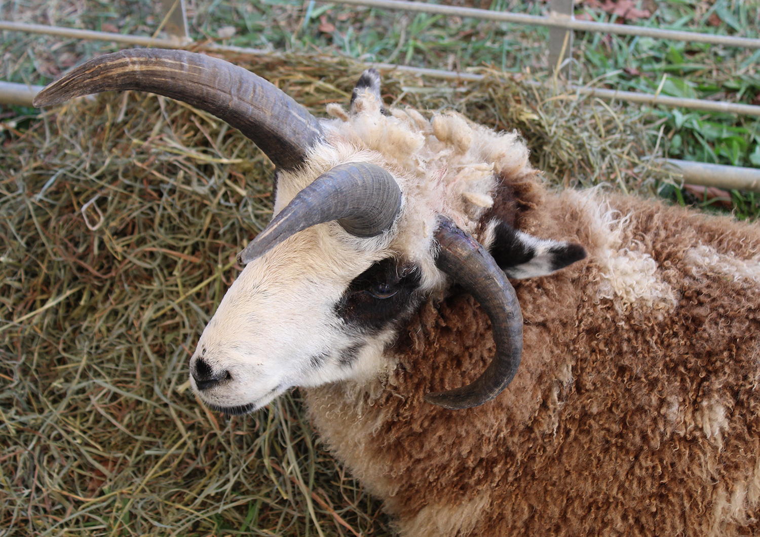 A Jacob sheep. Photo by Shannon Watkins.