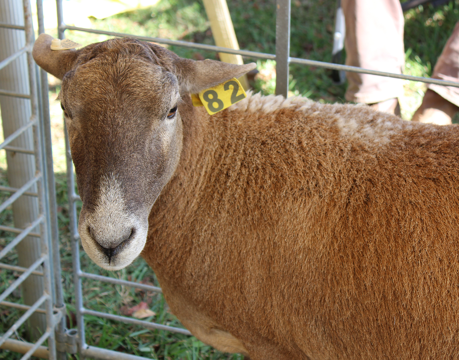 A Katahdin sheep. Photo by Shannon Watkins.