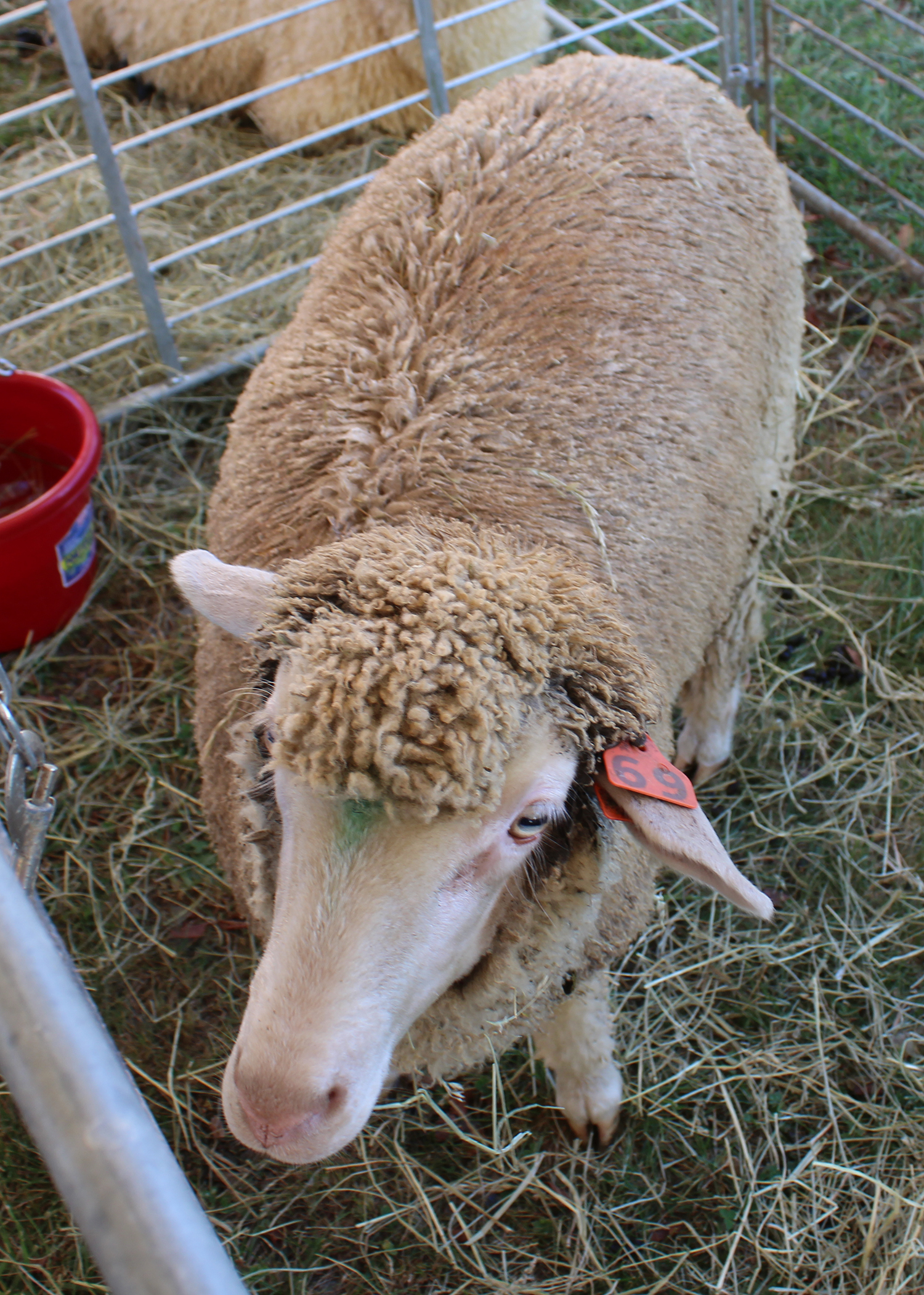 A Merino sheep. Photo by Shannon Watkins.