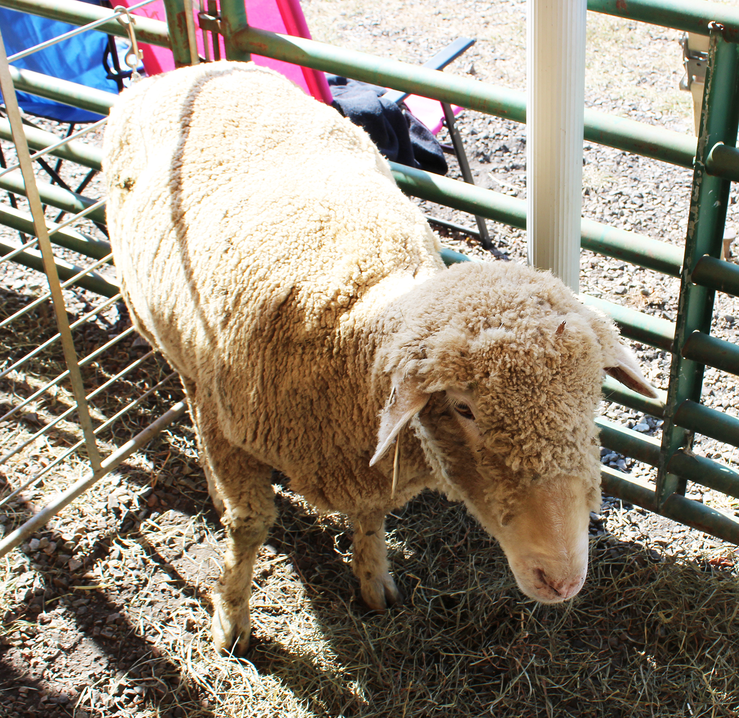 A Rambouillet sheep. Photo by Shannon Watkins.