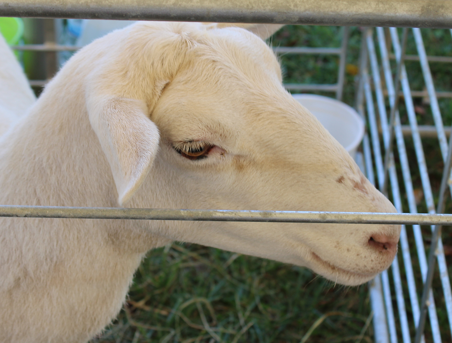A St. Croix sheep. Photo by Shannon Watkins.