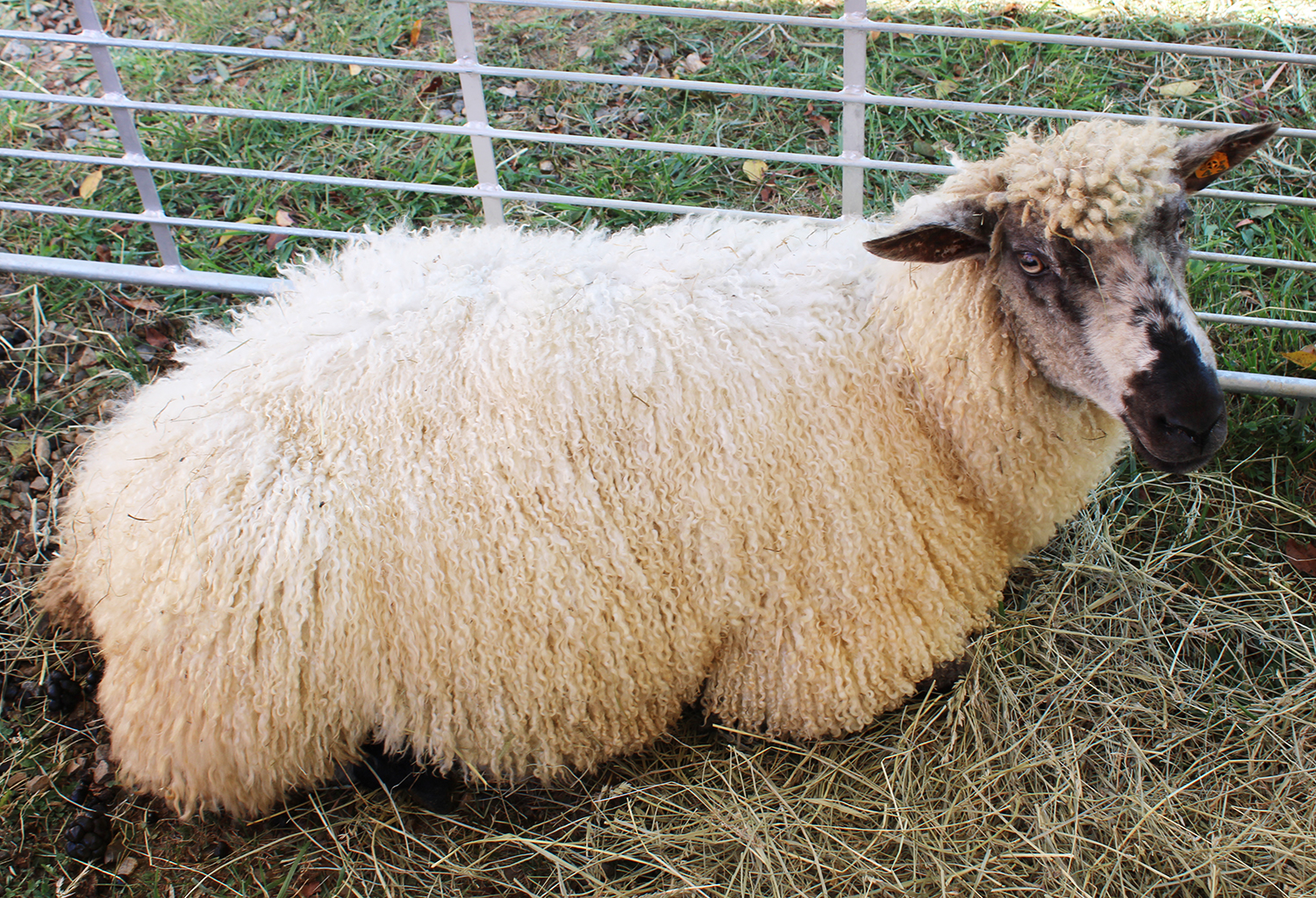 A Teeswater sheep. Photo by Shannon Watkins.
