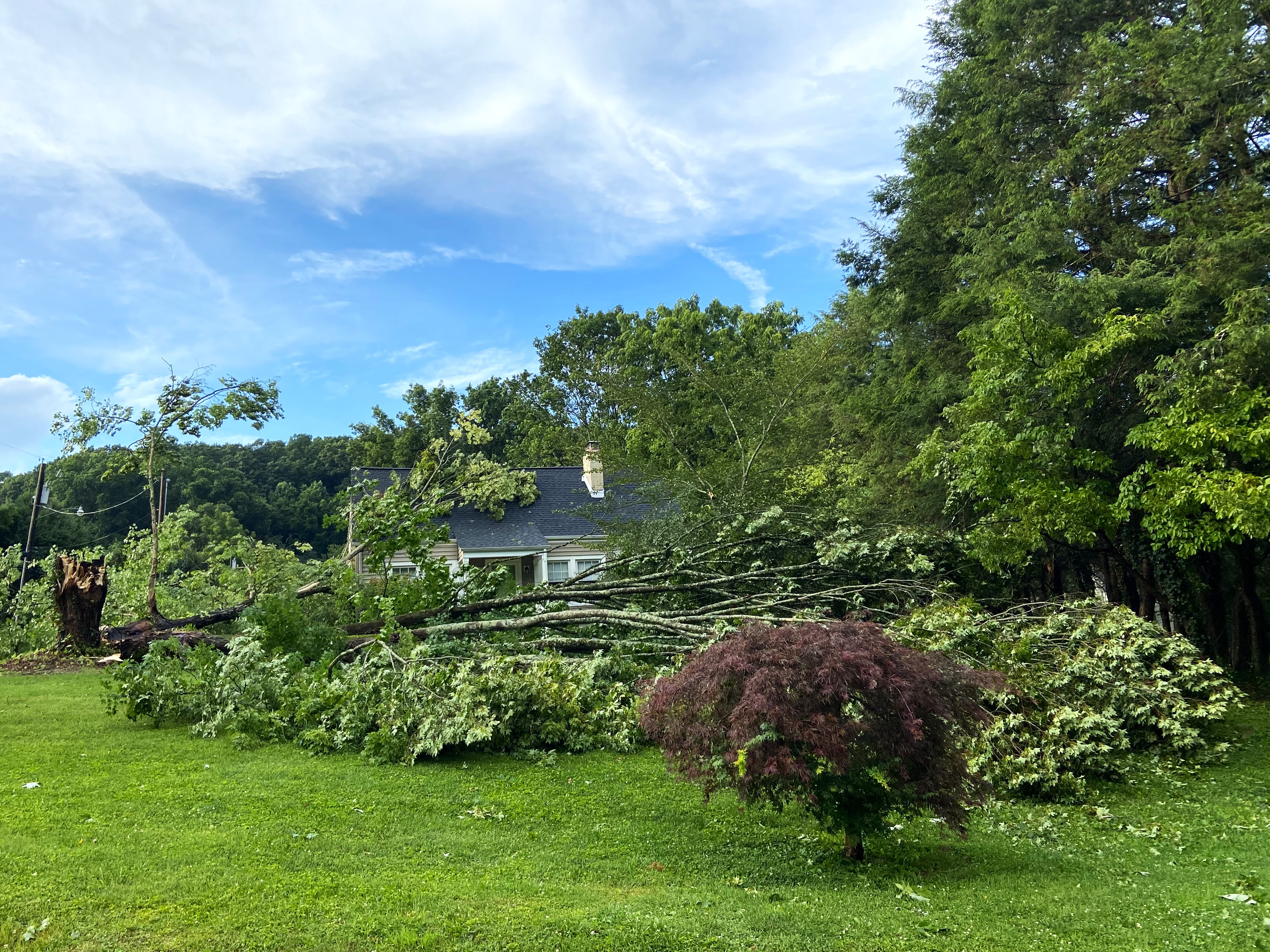 Whole trees were knocked down by high winds at Bristol on Friday, July 14. Photo by Susan Cameron.