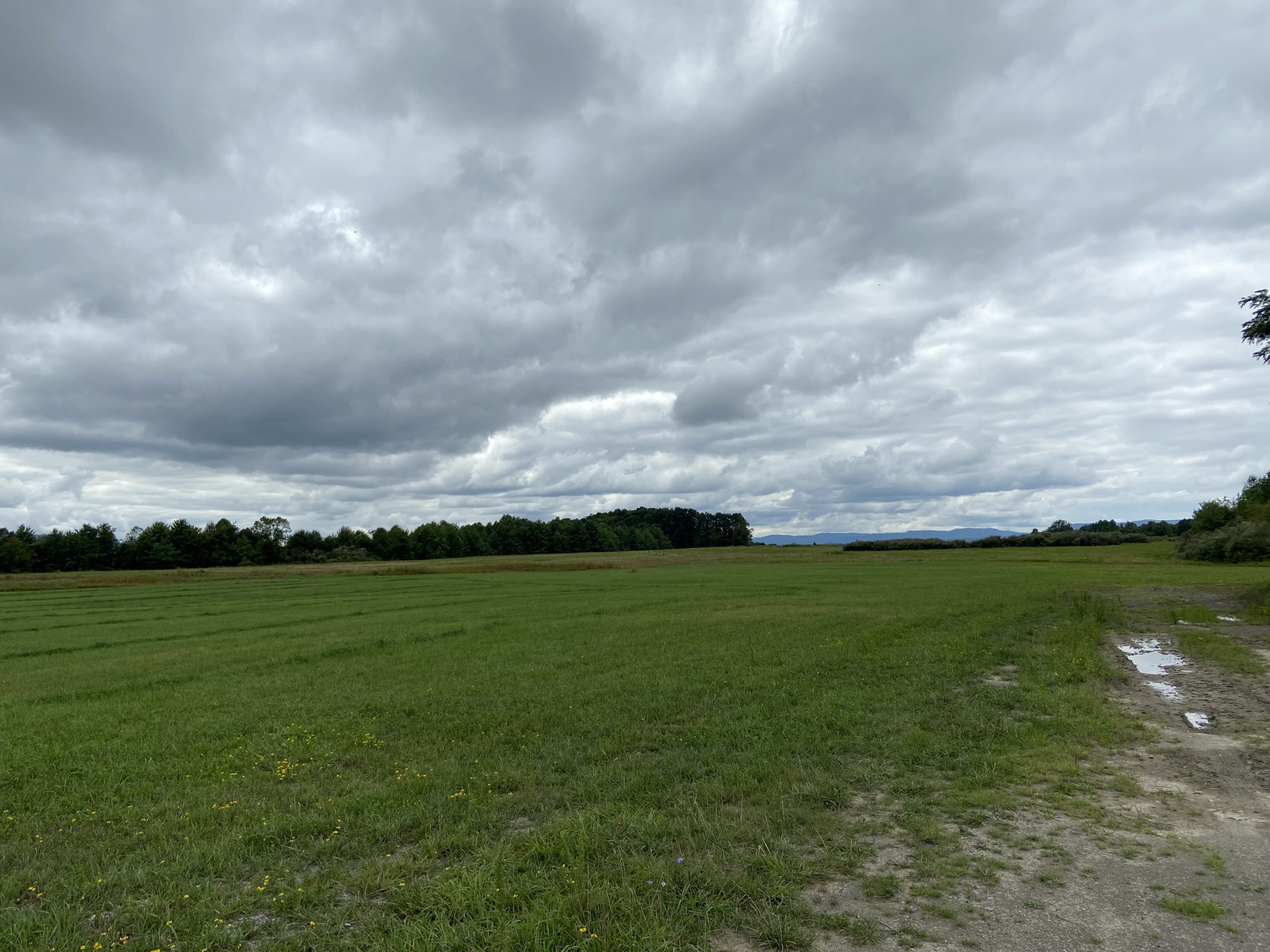 A grassy field with trees in the background.