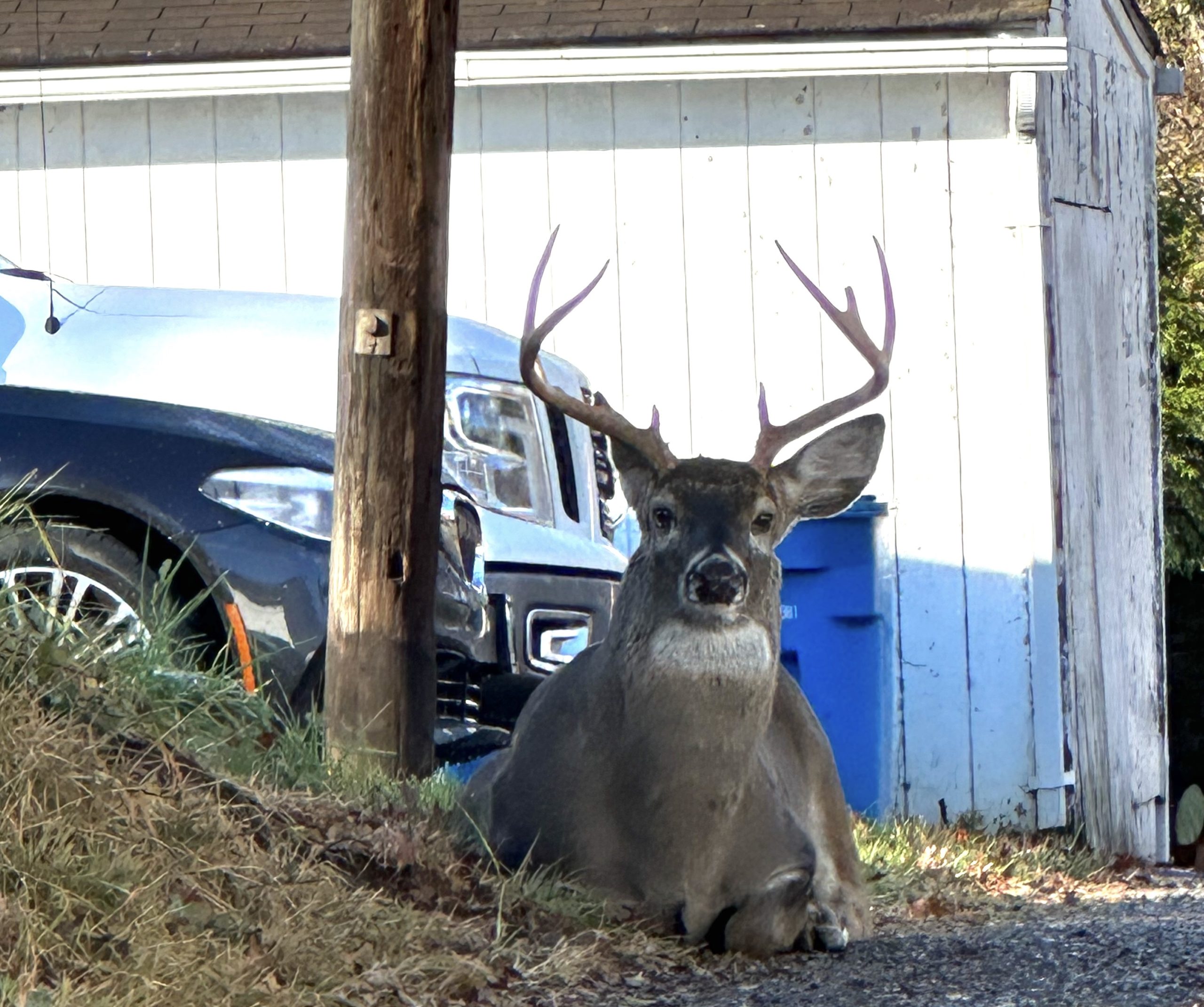 A mature whitetail buck beds down in a Roanoke alley.