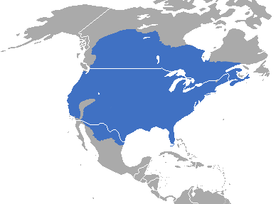 The range of the common skunk, the striped skunk.  Courtesy of Udo Schröter.