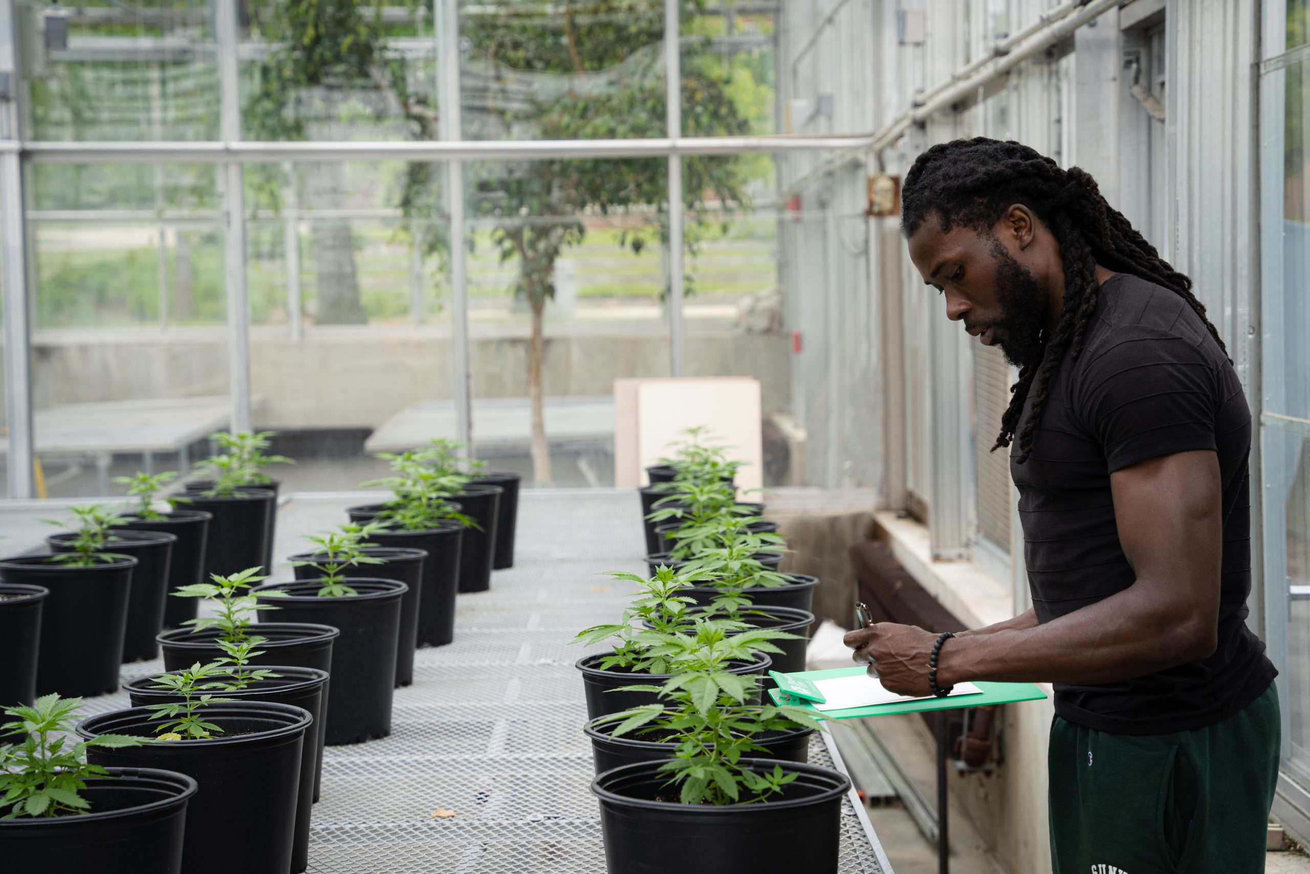 A student at SUNY-Morrisville works with cannabis. Courtesy of SUNY-Morrisville.