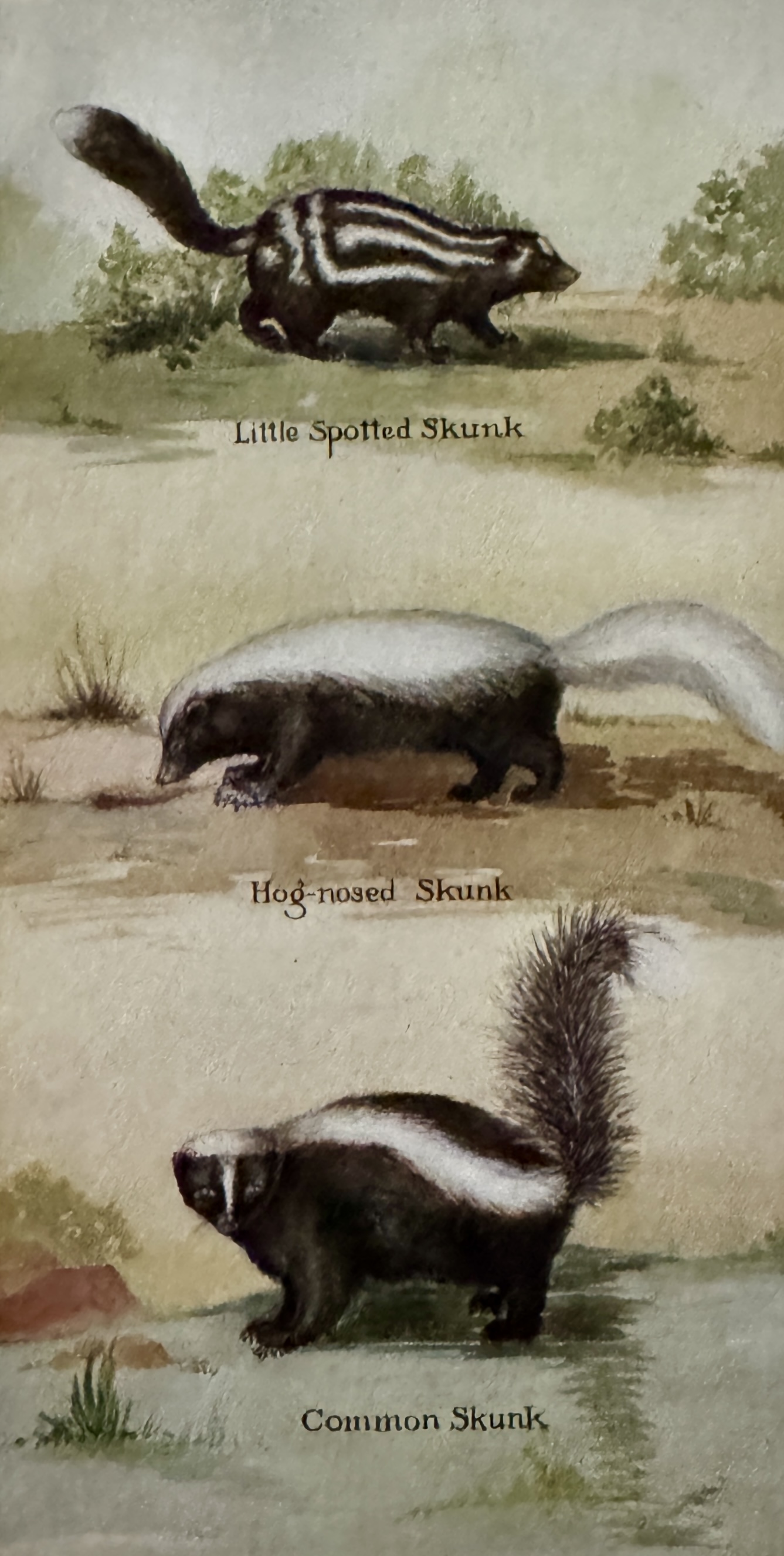 H.E. Anthony’s Field Book of North American Animals (1928) devotes 15 pages to skunks, including this illustration.