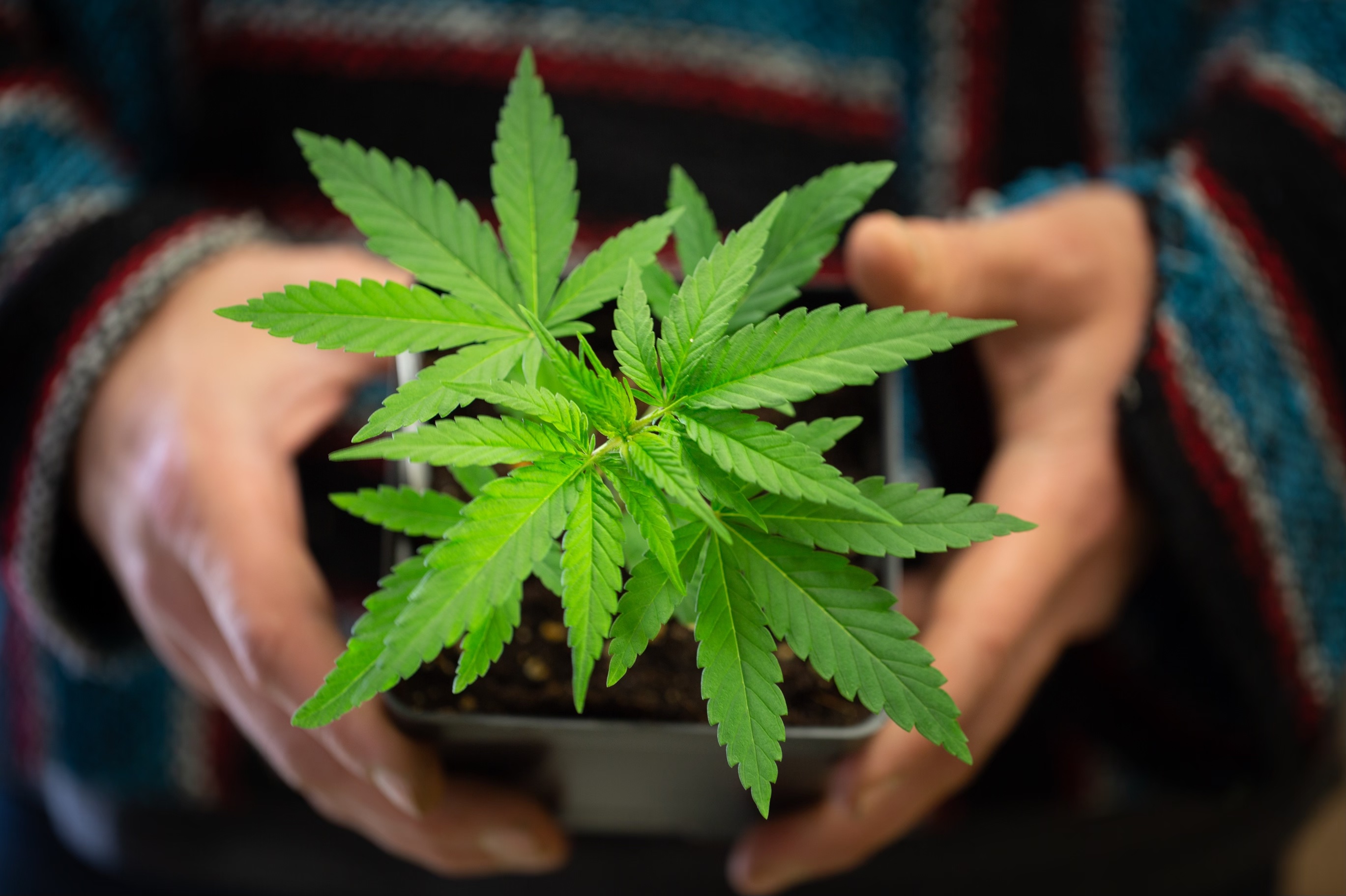 A marijuana plant. Courtesy of SUNY-Morrisville.