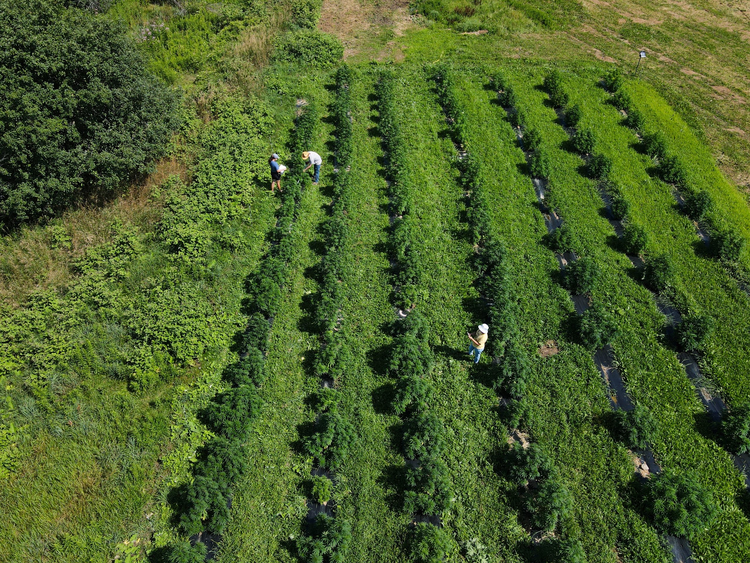 Marijuana being grown outdoors at SUNY-Morrisville as part of the school's cannabis studies program.