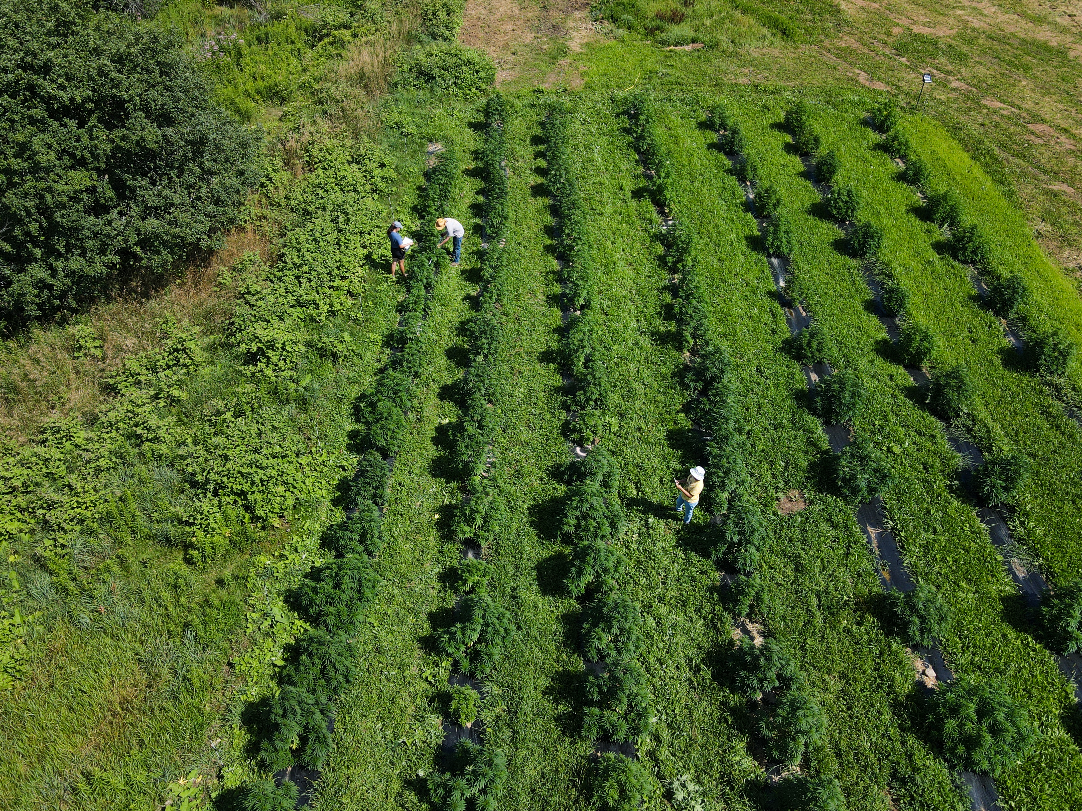 Marijuana being grown outdoors at SUNY-Morrisville as part of the school's cannabis studies program. 