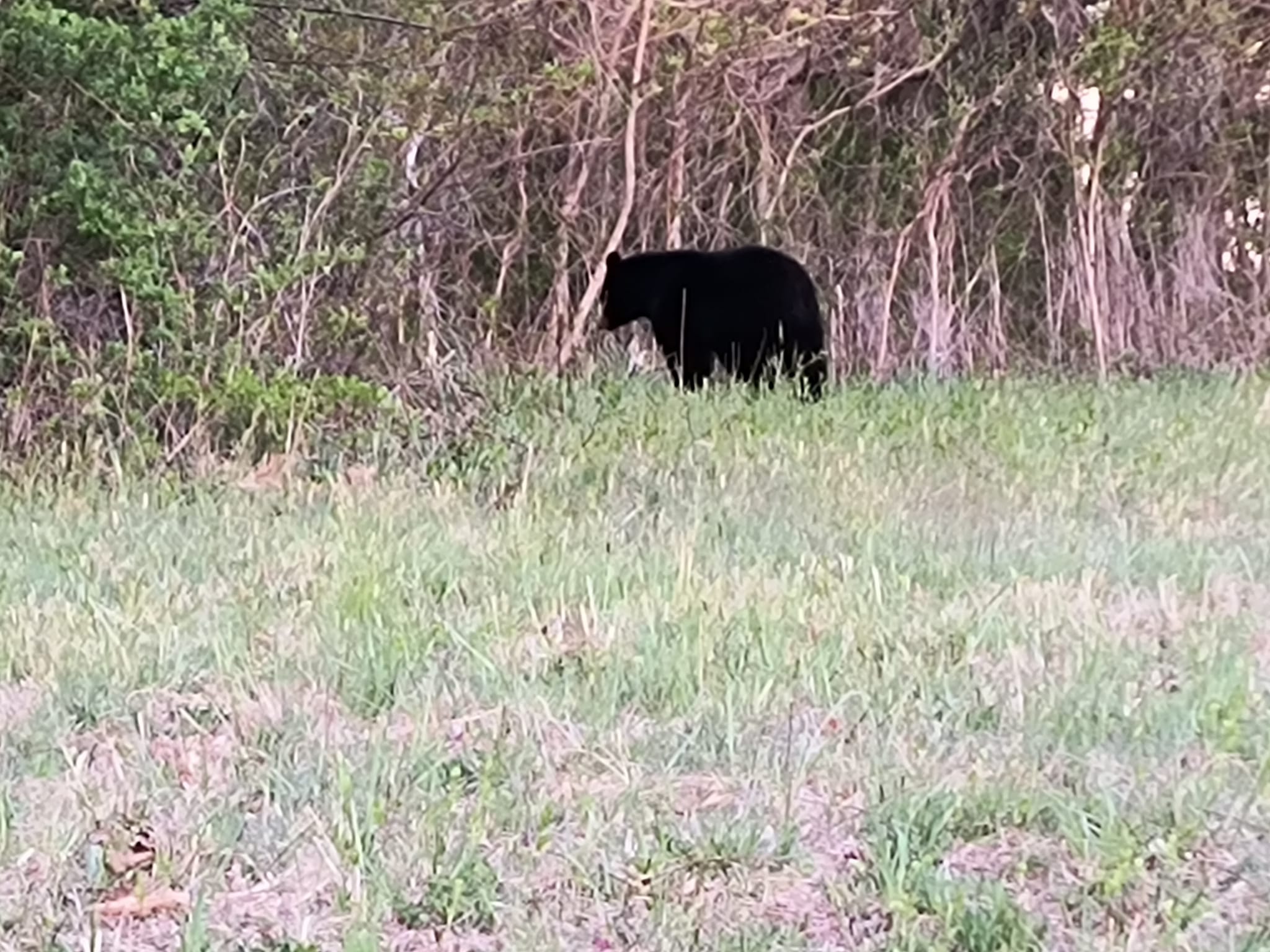 A large black bear wanders along the Blue Ridge Parkway south of the Cahas Mountain in Franklin County. Spring's warmer but not yet hot temperatures are stirring more wildlife, though this bear still needs his fur coat for some chilly mornings this week. Courtesy of Catherine Carter.