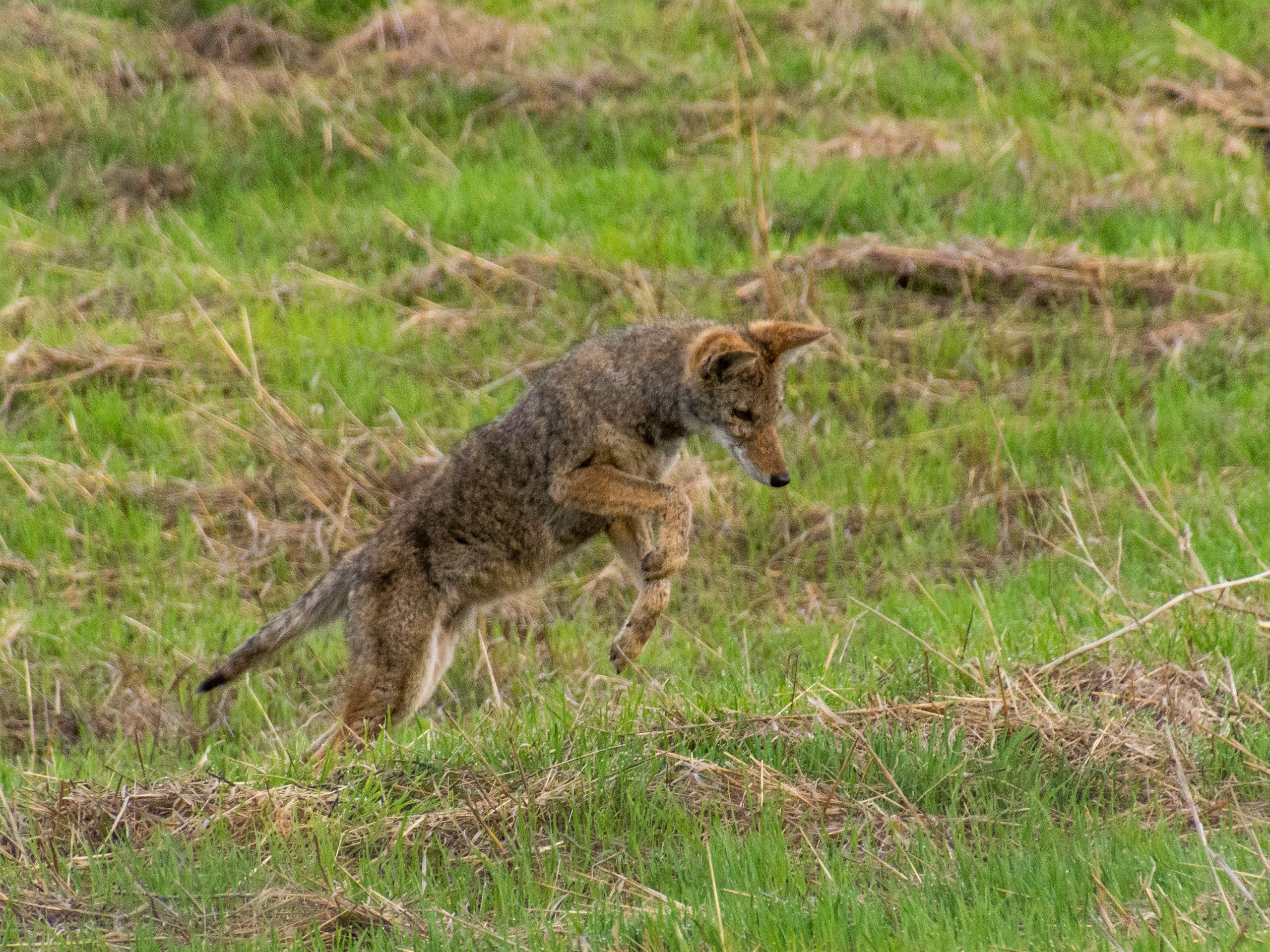 A coyote attacking its prey. Courtesy of Don DeBold.